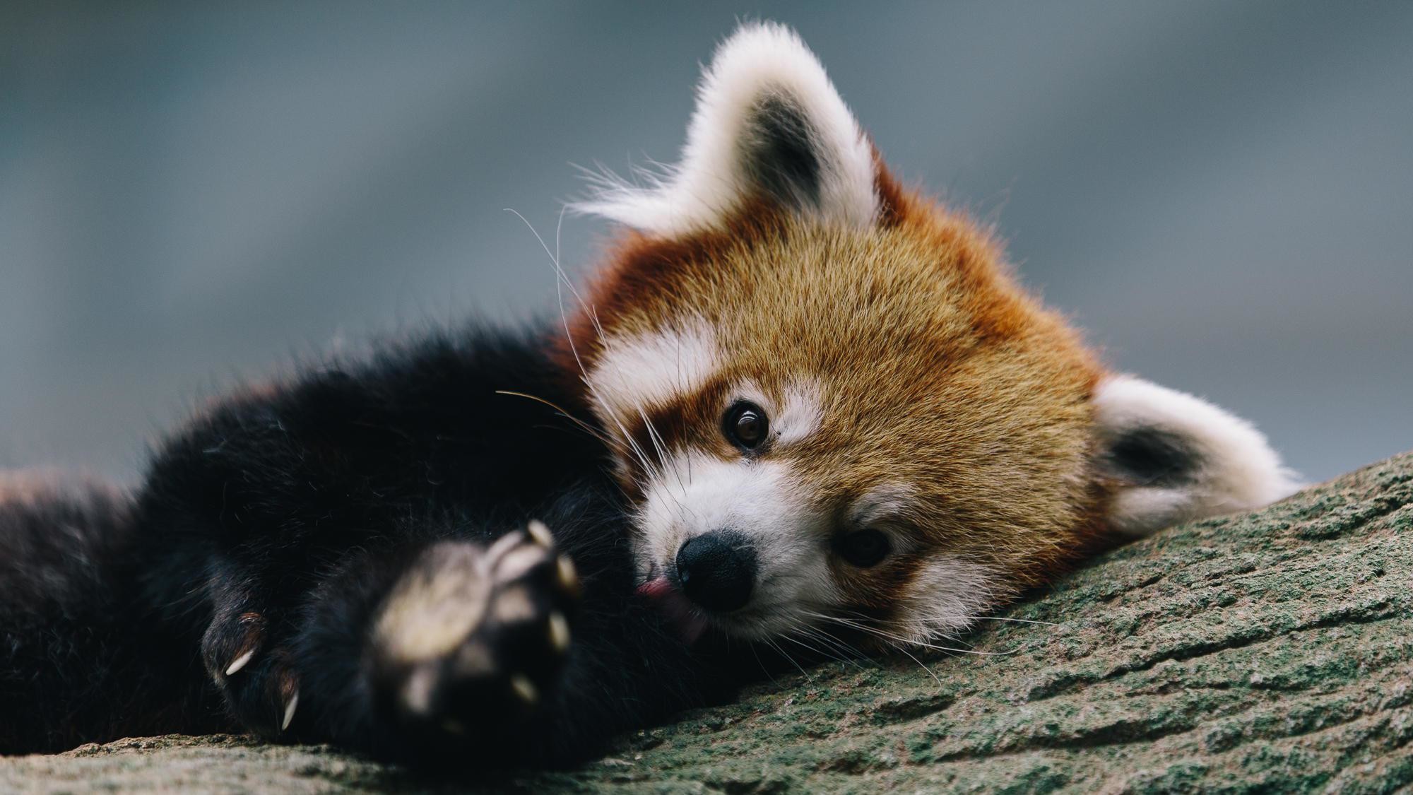 Panda rosso, Riposo, Tronco, Full HD, wallpaper desktop