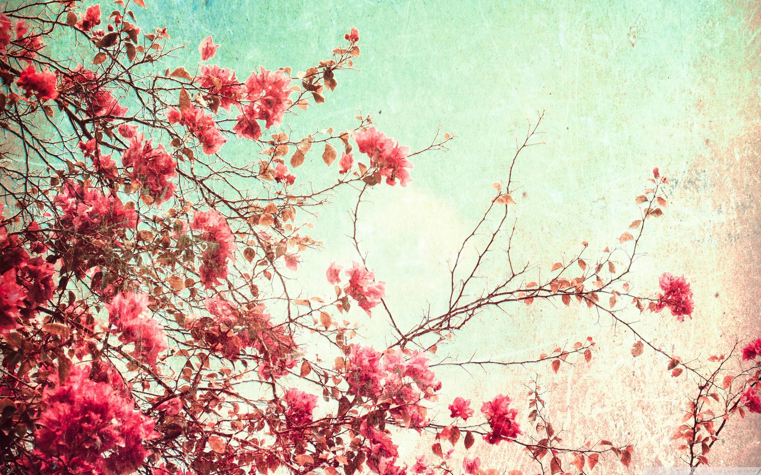 Fiori rosa, Rami, Cielo, Retrò, 2K, sfondo per portatile