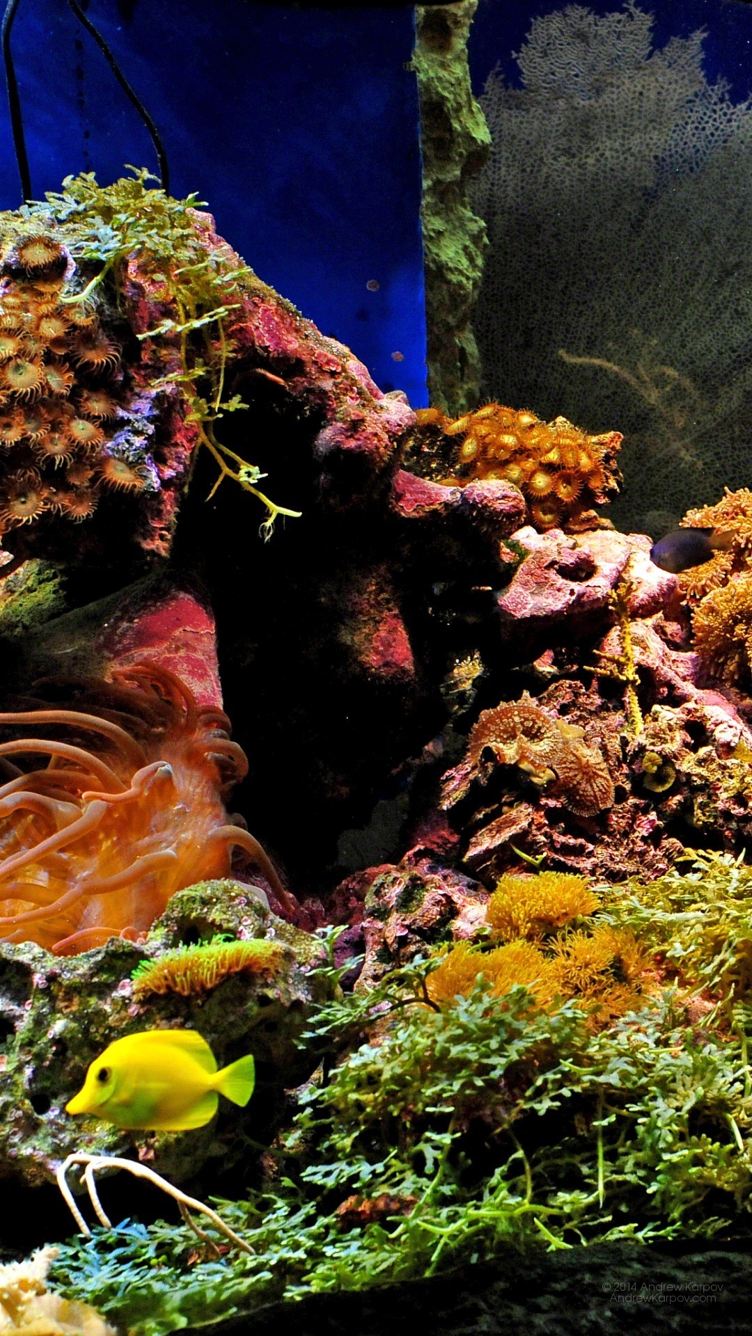 Acquario marino, Coralli, Pesce chirurgo giallo, Full HD, sfondo verticale per cellulare