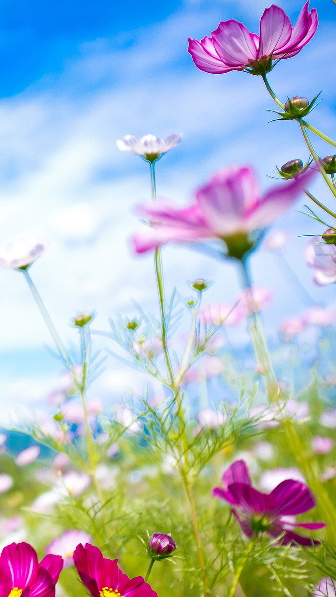 Cosmos, Fiori, Prato, Cielo azzurro, Primavera, Full HD, schermata di blocco iPhone