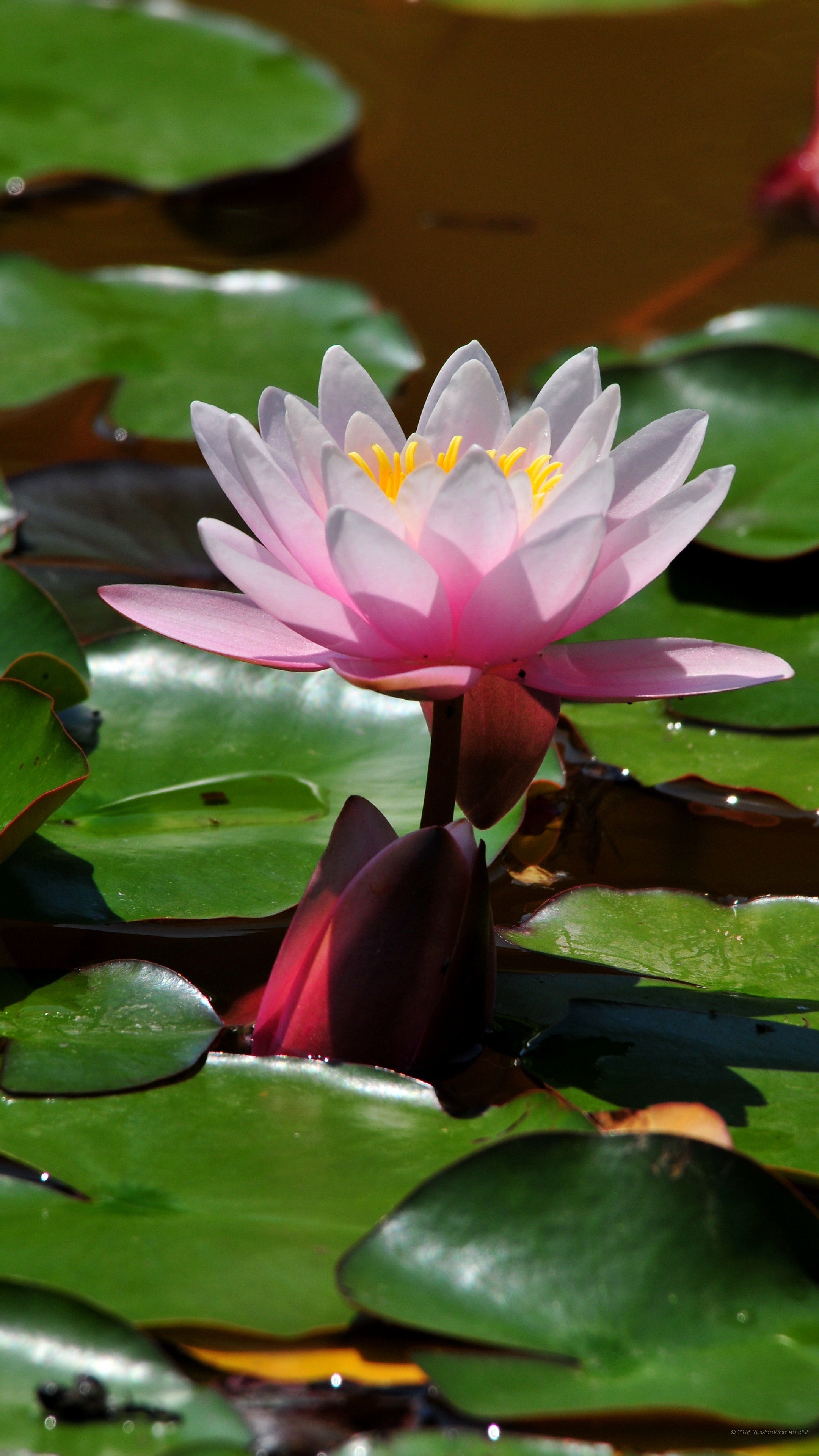 Ninfea rosa, Foglie di ninfea, Stagno, sfondo per desktop