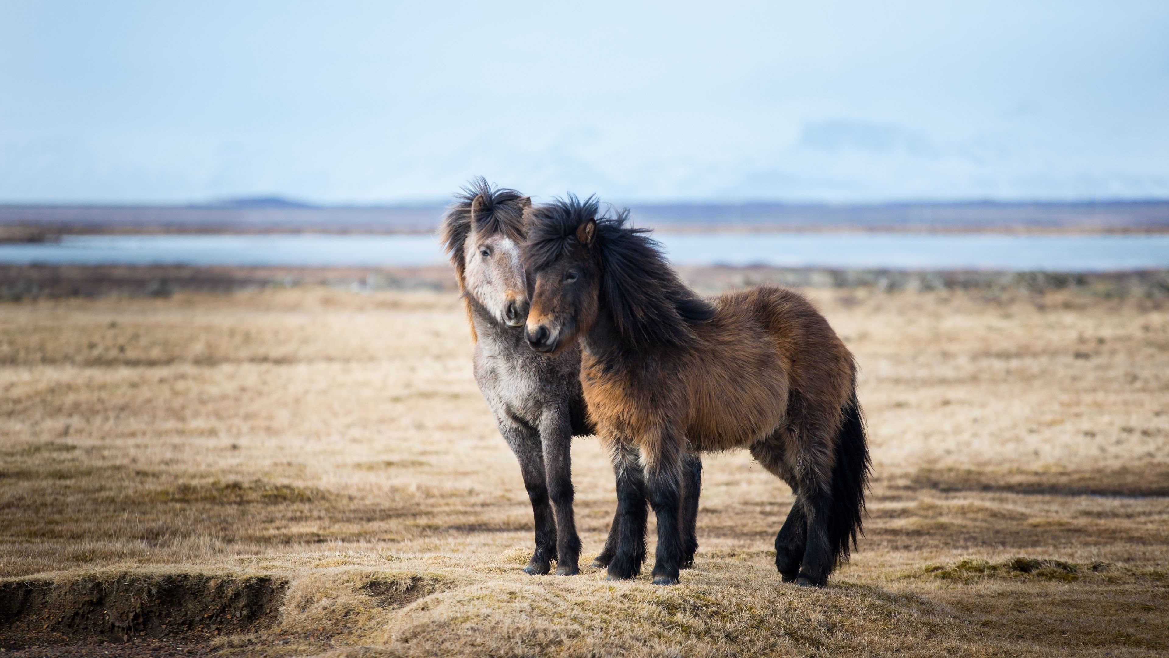 Pony, Pony Shetland, Spiaggia, 4K, sfondo desktop