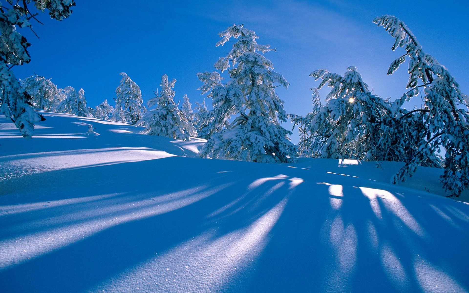 Abeti innevati, Ombre, Cielo blu, Pendio, Full HD, sfondo per PC e portatile