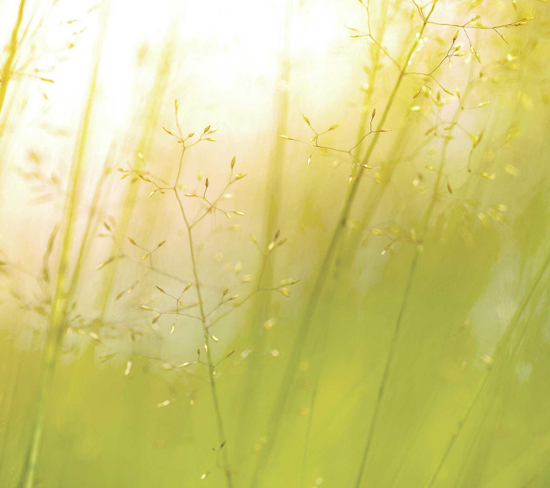 Erba, Luce del sole, Verde, Sfocato, Full HD, wallpaper per tablet