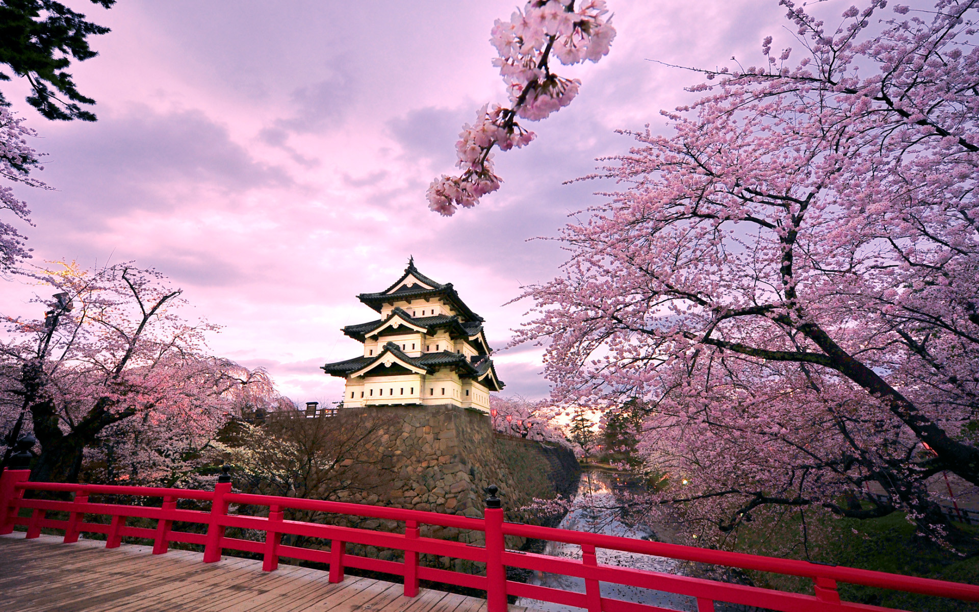 Castello di Hirosaki, Hirosaki, Giappone, Ciliegi in fiore, Sakura, Ponte rosso, wallpaper desktop