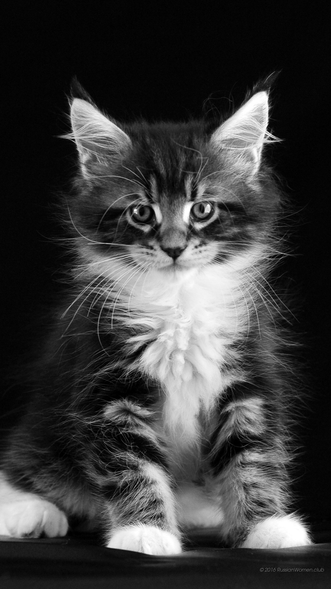 Gattino, Maine Coon, Bianco e nero, Sfondo nero, Full HD, schermata di blocco del cellulare