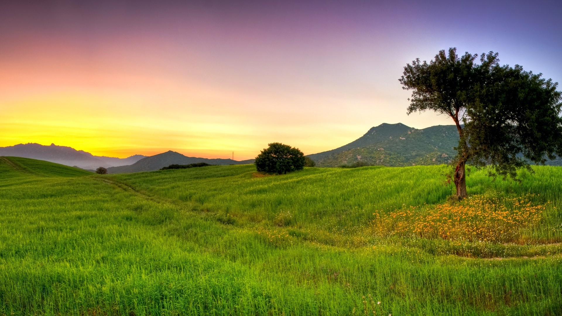 Prato, Albero, Tramonto, Colline, 1920x1080, sfondo per PC