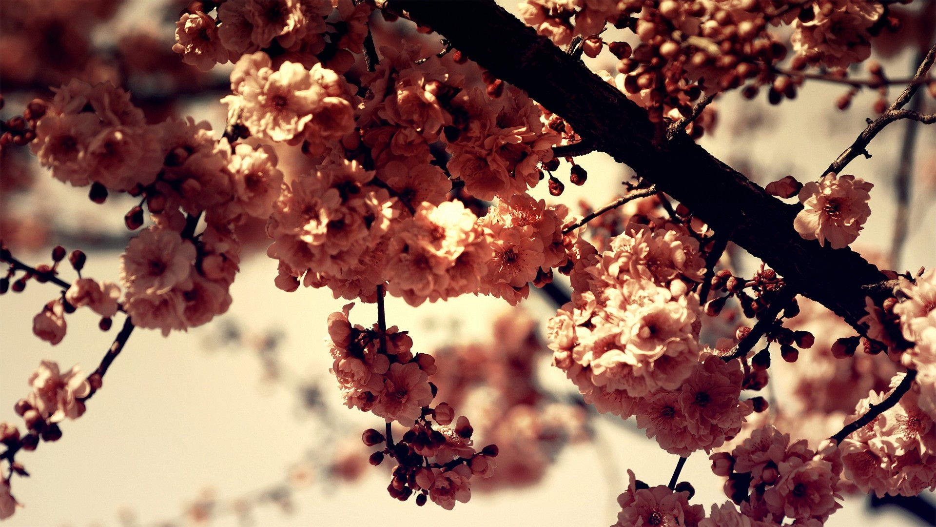 Fiori di ciliegio, Ramo, Vintage, Sakura, 1920x1080, sfondo per PC