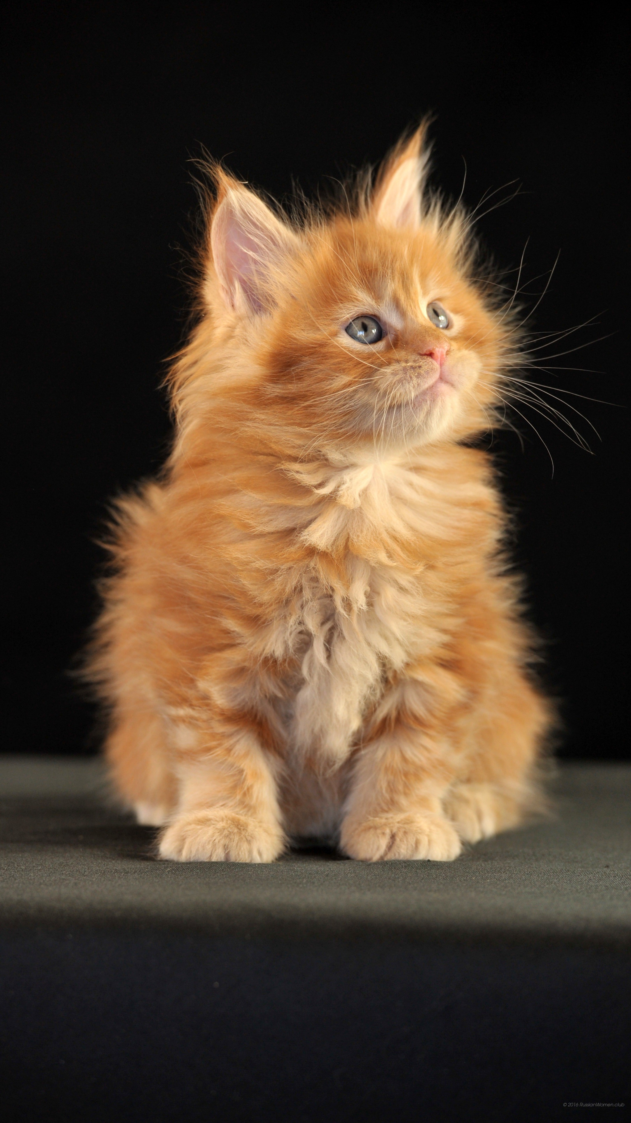 Gattino rosso, Maine Coon, Sfondo nero, wallpaper per cellulare
