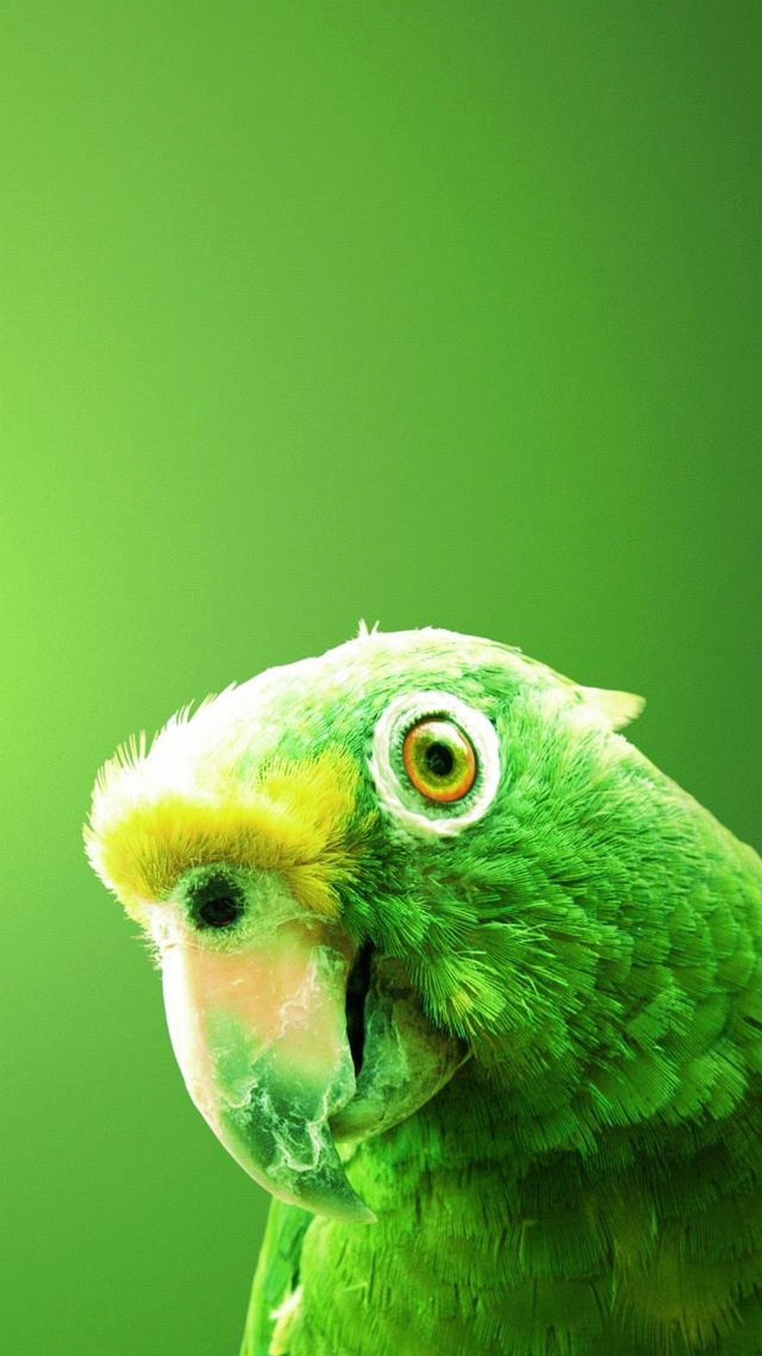 Pappagallo verde, Uccello, Verde, sfondo LG G2