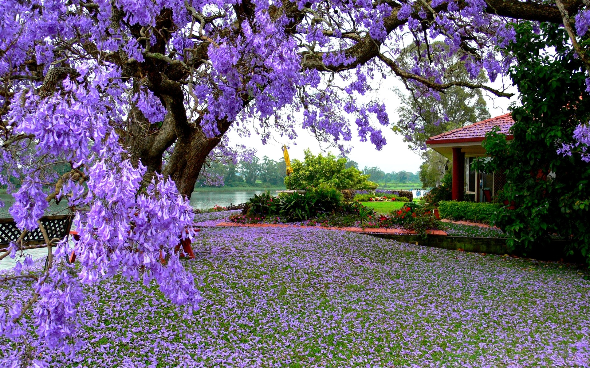 Jacaranda, Fiori viola, Giardino, Petali a terra, Full HD, sfondo Windows 11
