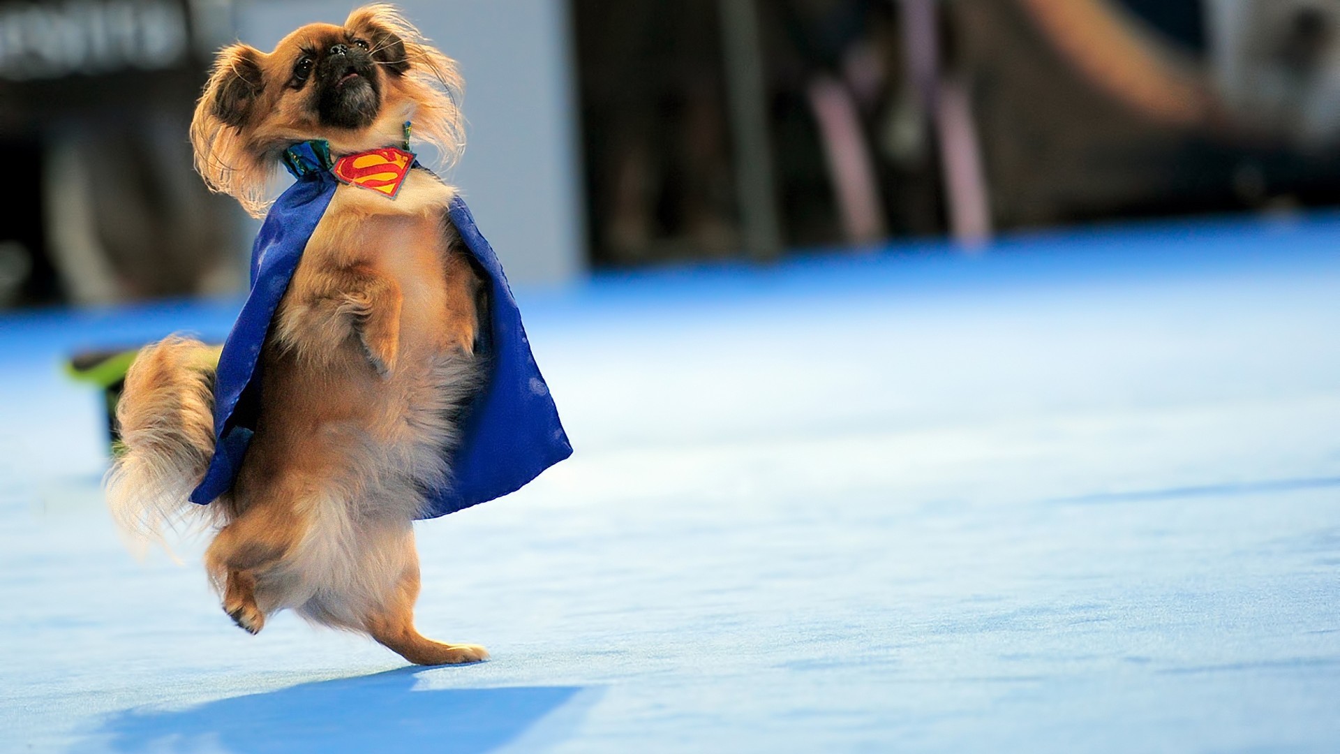 Cane che balla, Pechinese, Mantello di Superman, Dog dancing, 16:9 Full HD, sfondo widescreen