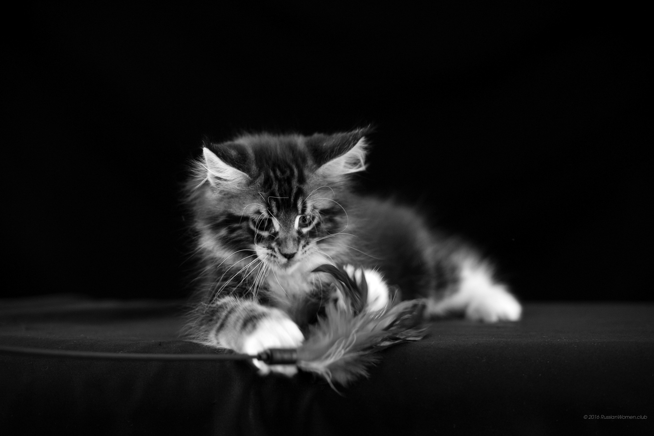 Gattino, Maine Coon, Piuma, Bianco e nero, Full HD, sfondo desktop