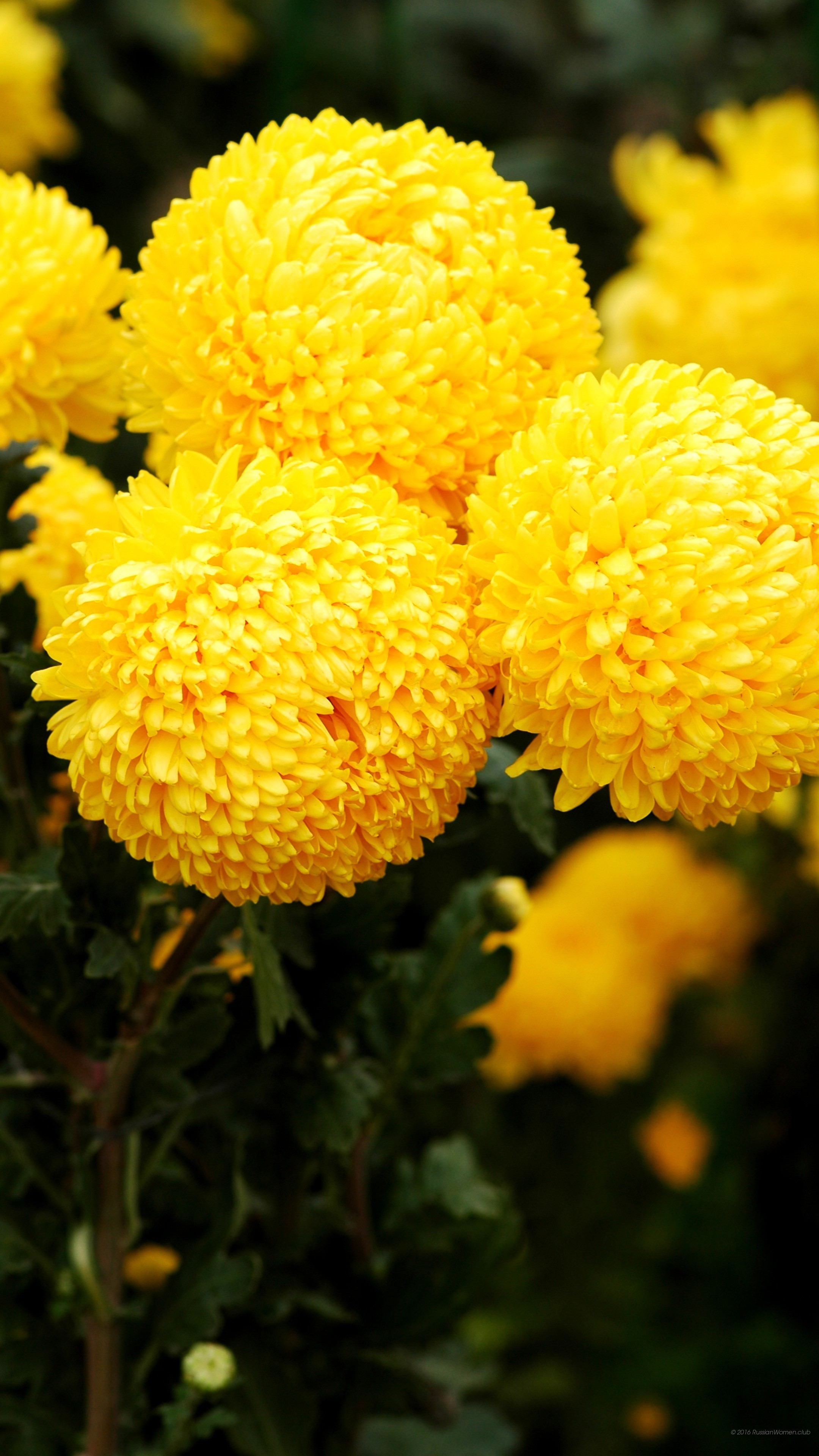 Crisantemi gialli, Fiori, Giardino, QHD+, sfondo verticale per cellulare