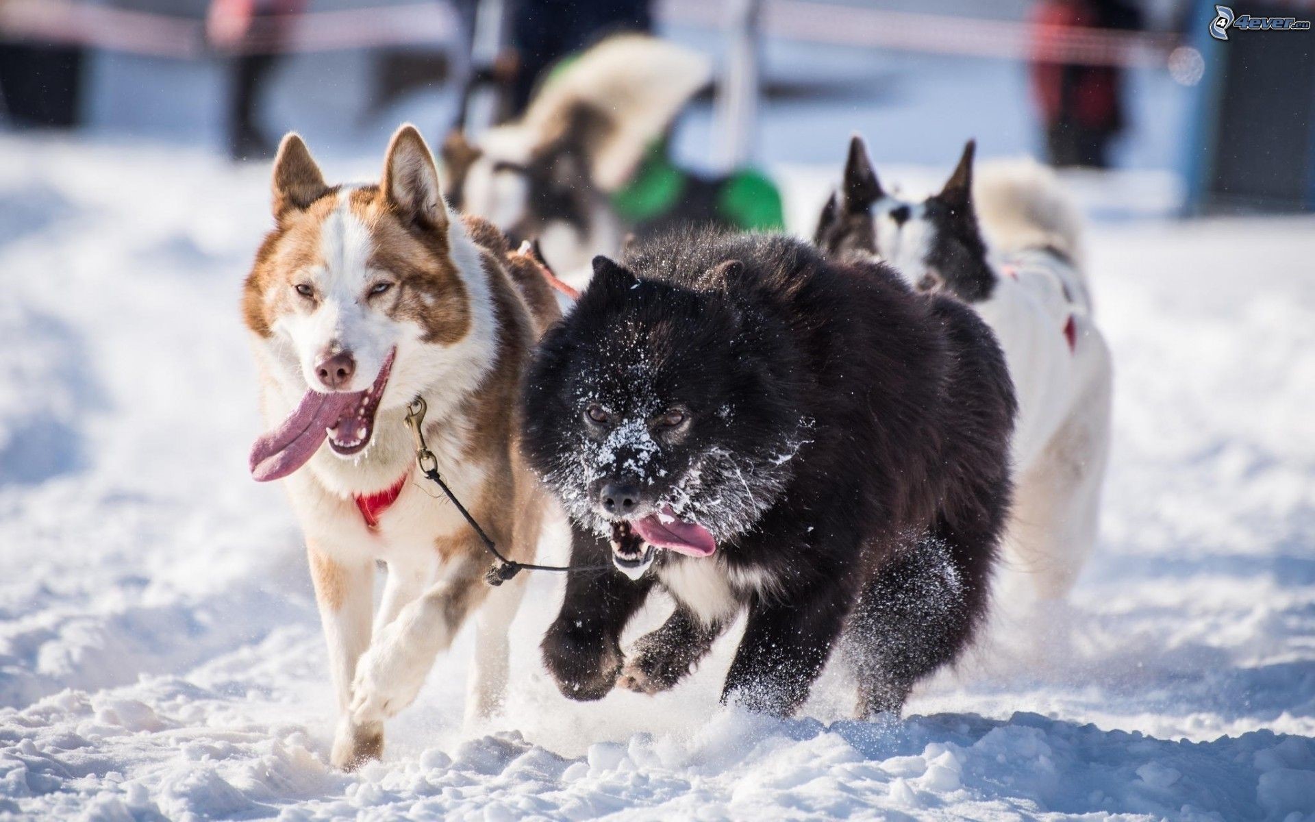 Husky siberiano, Cani da slitta, Neve, 1920x1200, sfondo per PC
