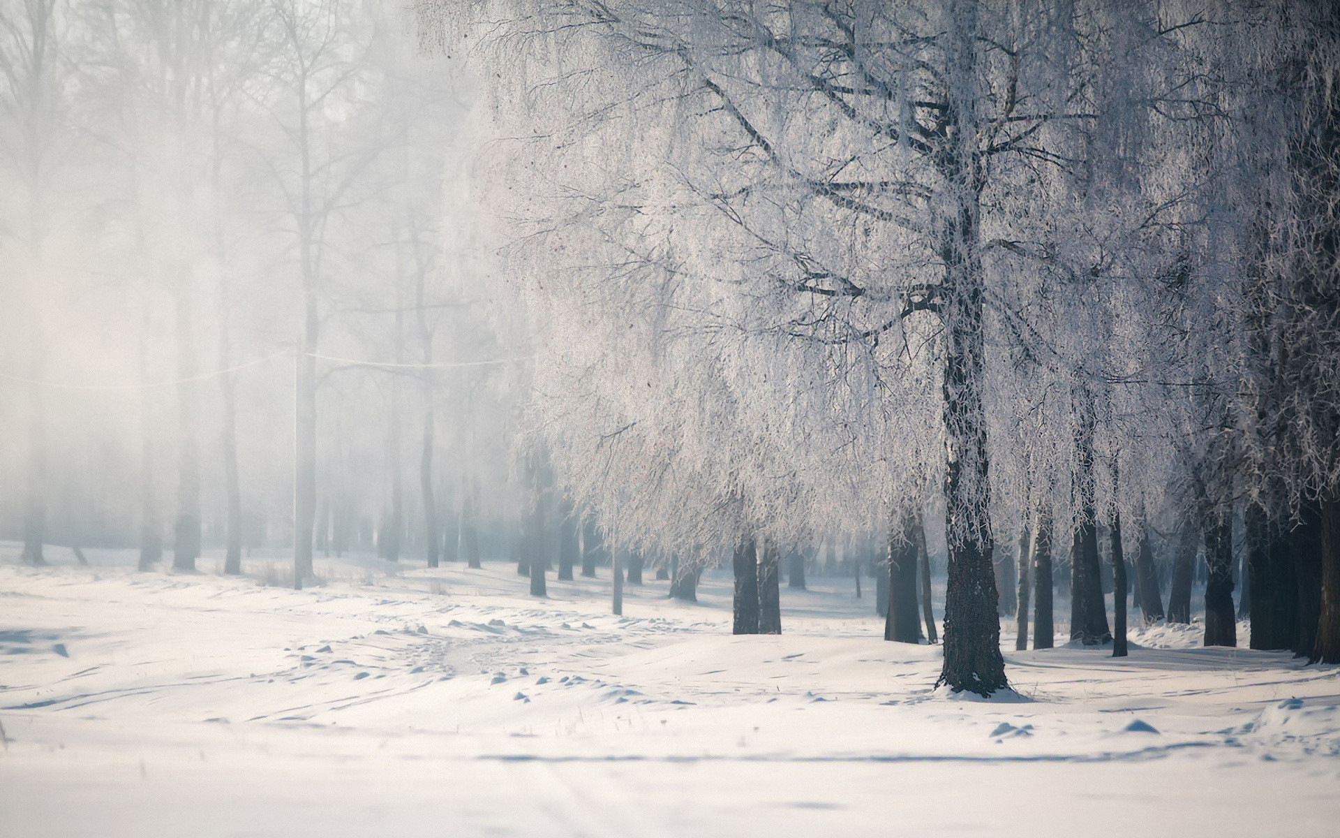 Bosco di betulle, Brina, Nebbia, Inverno, 1920x1200, immagine di sfondo