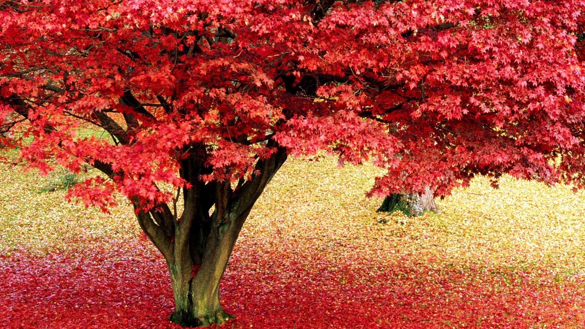 Albero fiorito, Rosso, Petali a terra, Natura, Full HD 1080p, sfondo desktop