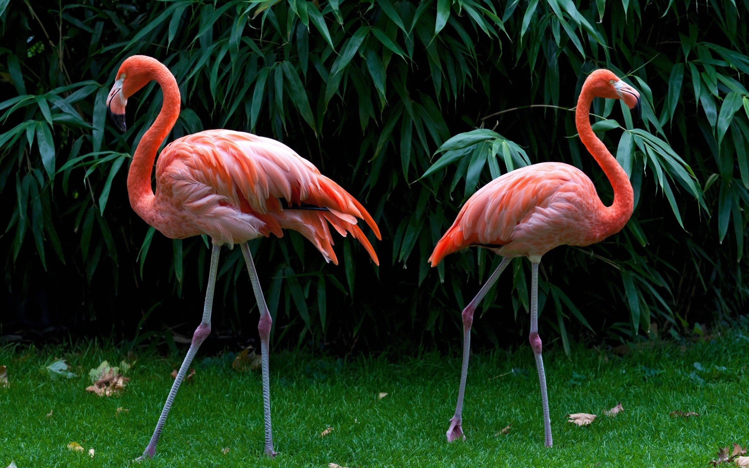 Fenicotteri americani, Prato, Bambù, Coppia, 2K 1600p, sfondo desktop
