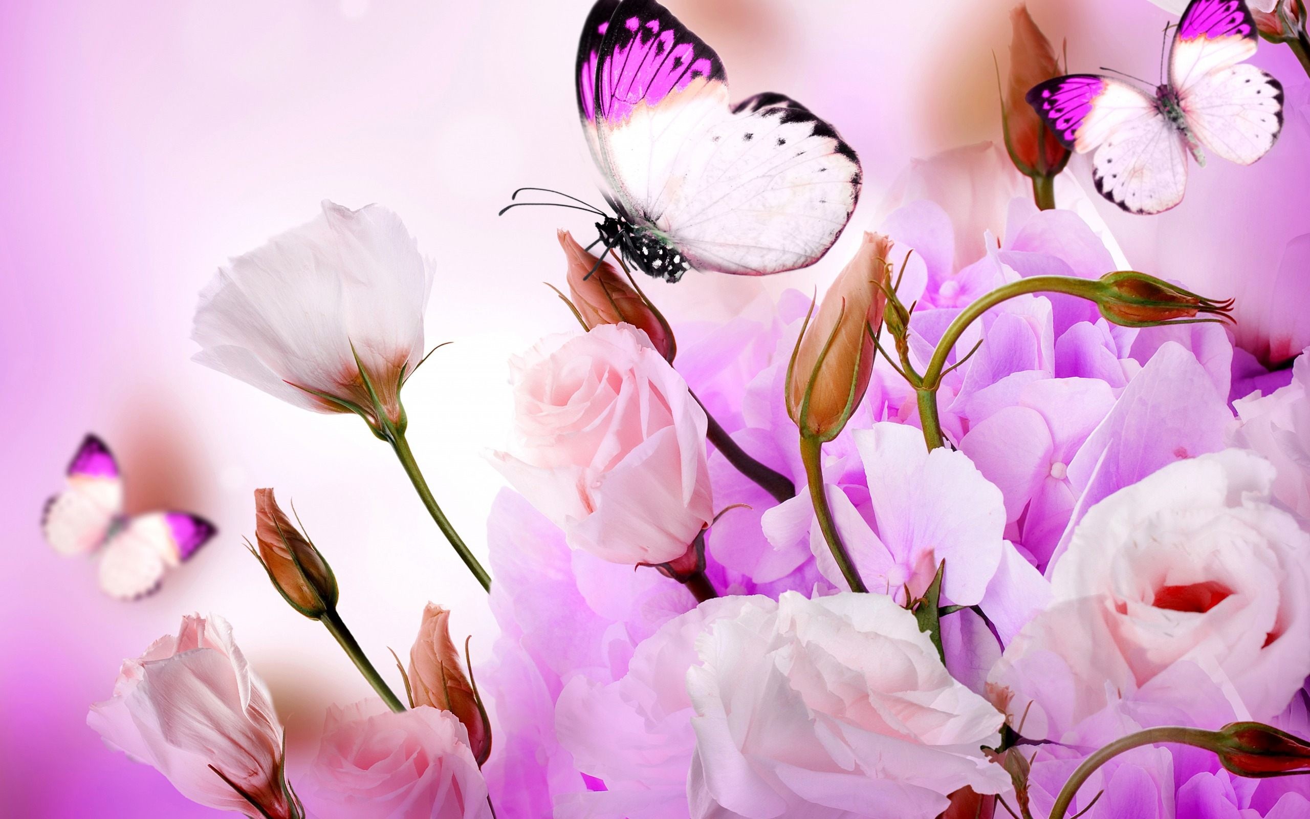 Peonie, Farfalle, Fiori rosa, Lilla, Arte digitale, 2K, sfondo Windows 11