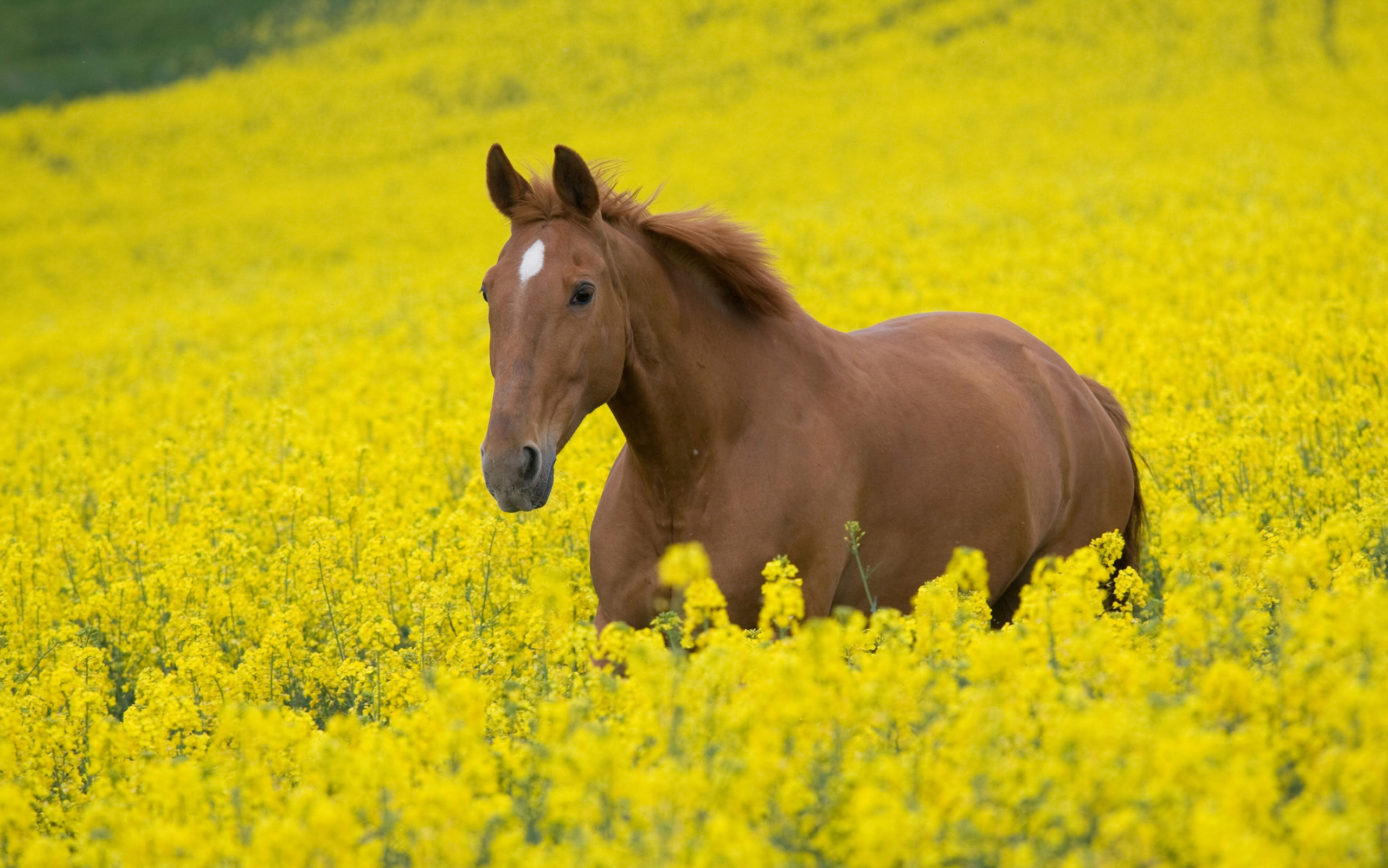 Cavallo sauro, Campo di colza, Fiori gialli, 2K, wallpaper per PC