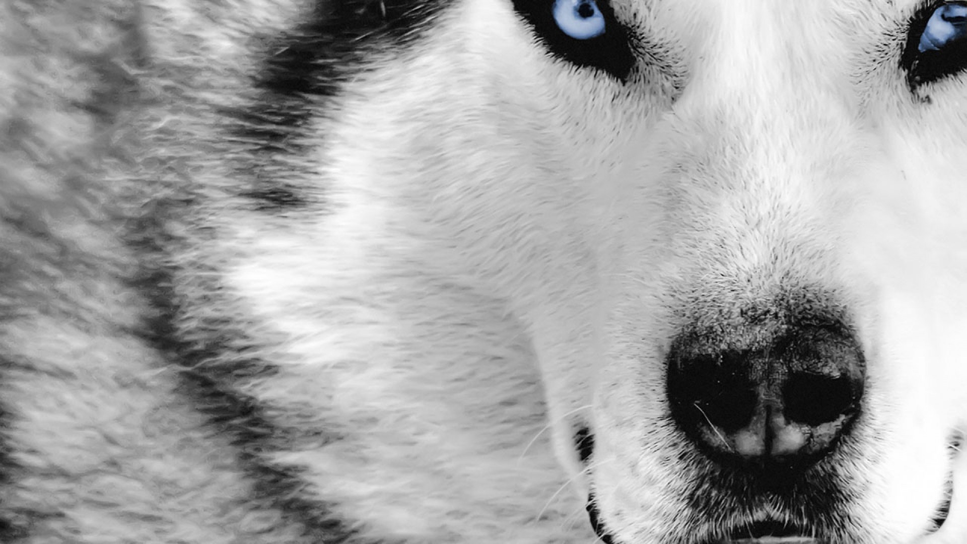 Husky siberiano, Muso, Occhi azzurri, Primo piano, Full HD 1080p, sfondo desktop