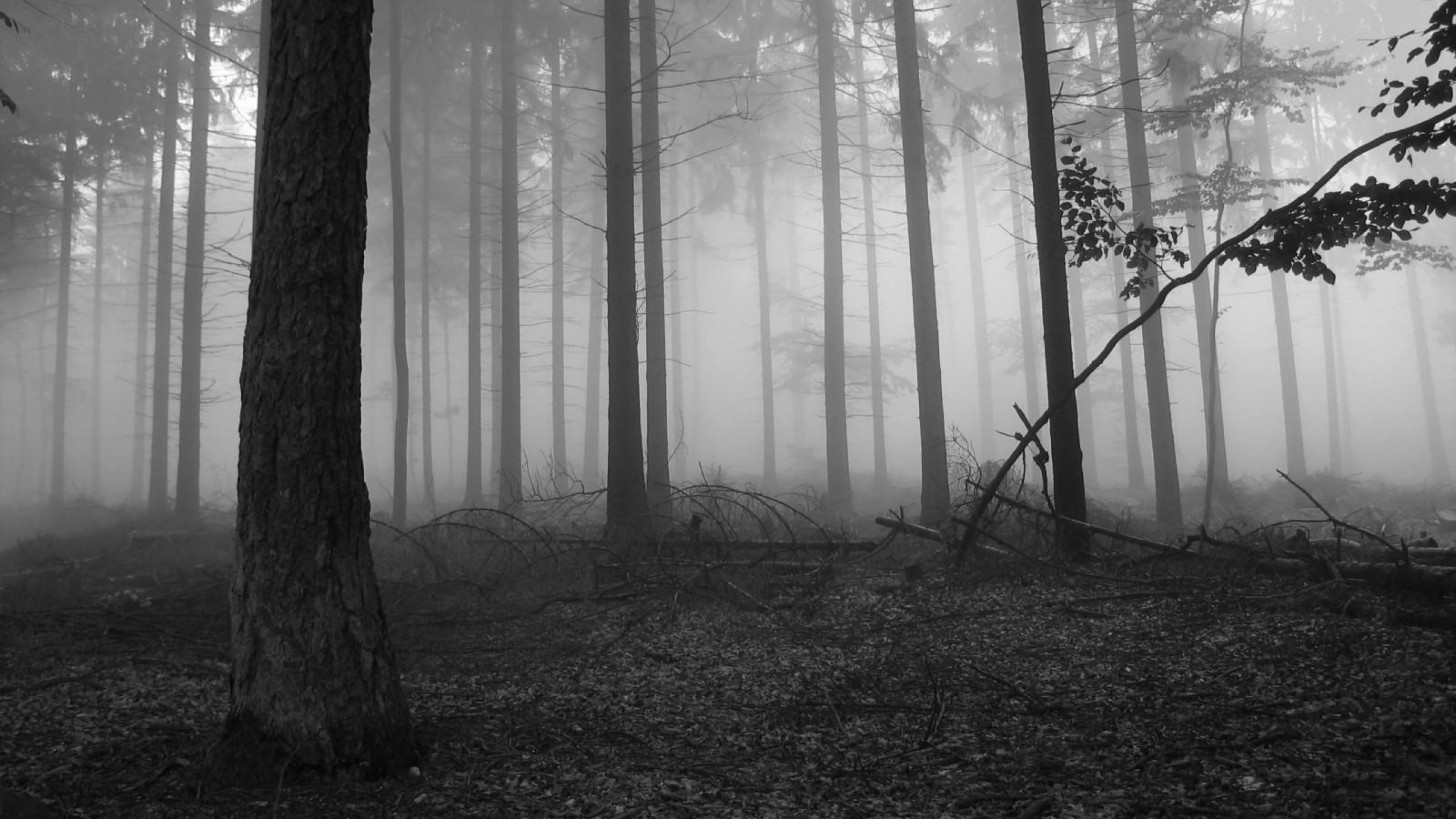 Bosco nebbioso, Bianco e nero, Tronchi, 16:9 2K, sfondo widescreen