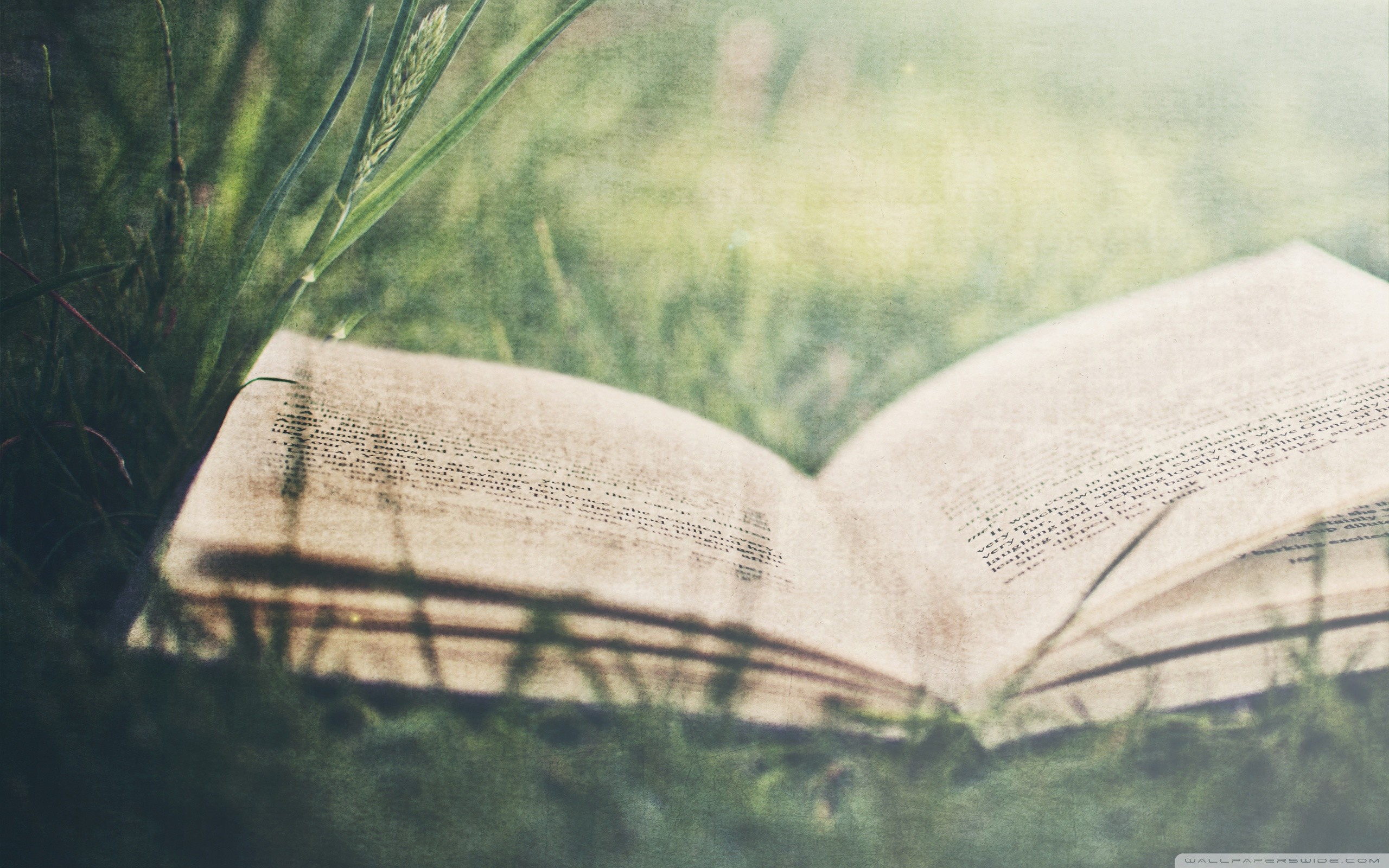 Libro aperto, Erba, Natura, 2K, sfondo per PC e portatile