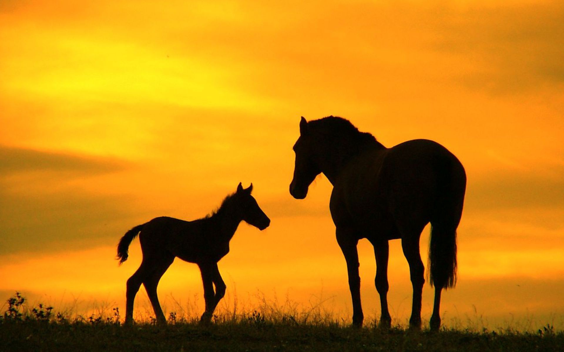 Cavalla, Puledro, Silhouette, Tramonto, Cielo arancione, Full HD, wallpaper per computer