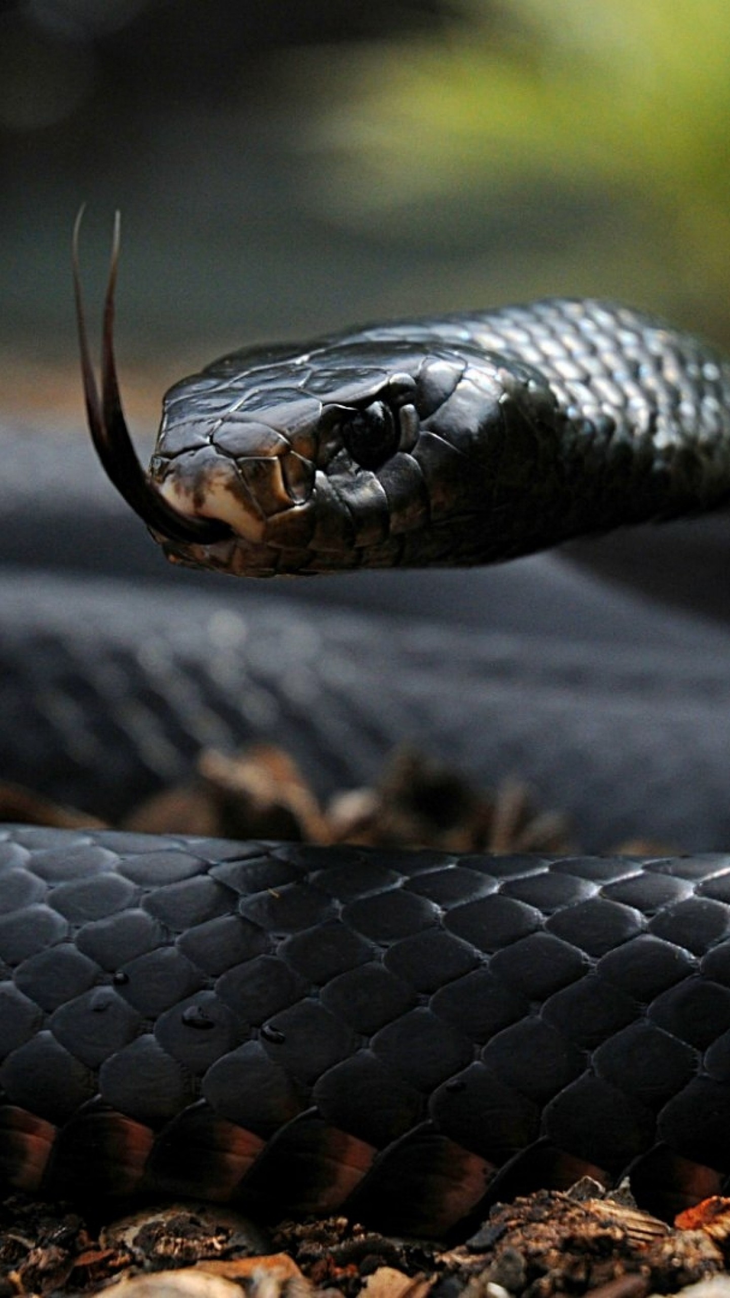 Serpente nero, Lingua biforcuta, Squame, QHD+, sfondo per smartphone