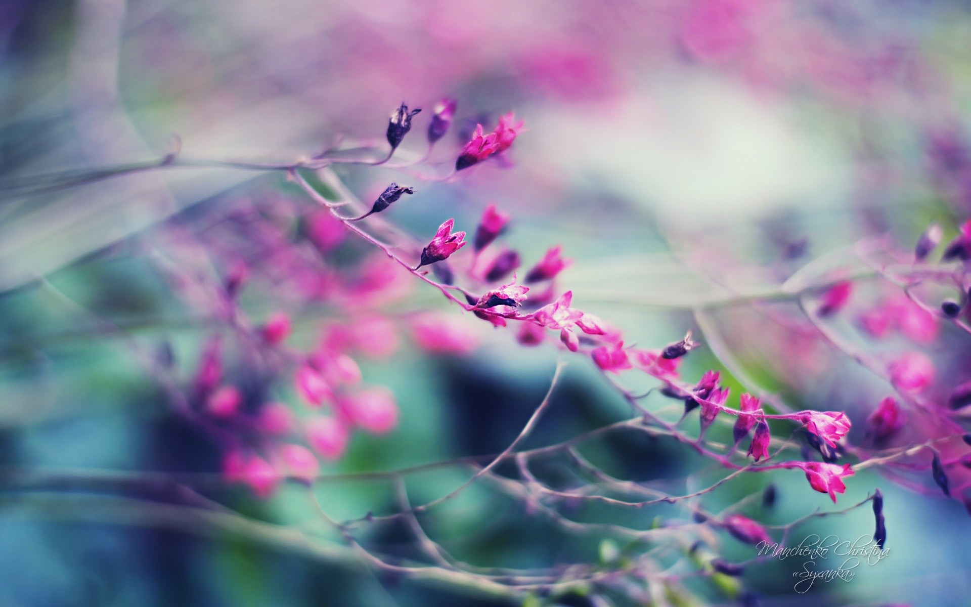 Rami fioriti, Fiori rosa, Bokeh, Primavera, Full HD, sfondo per PC