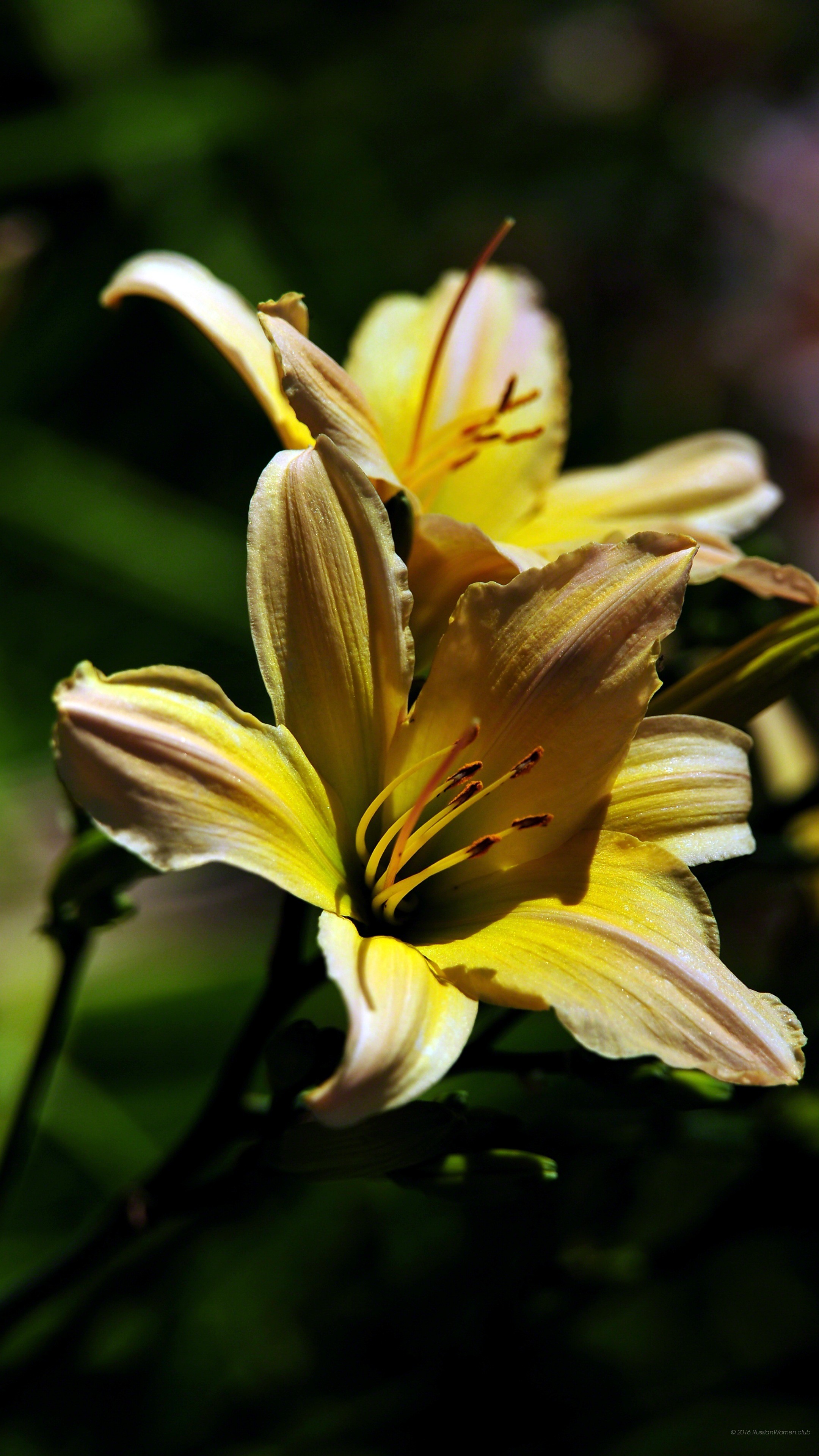 Giglio giallo, Fiori, Luce, schermata di blocco del cellulare