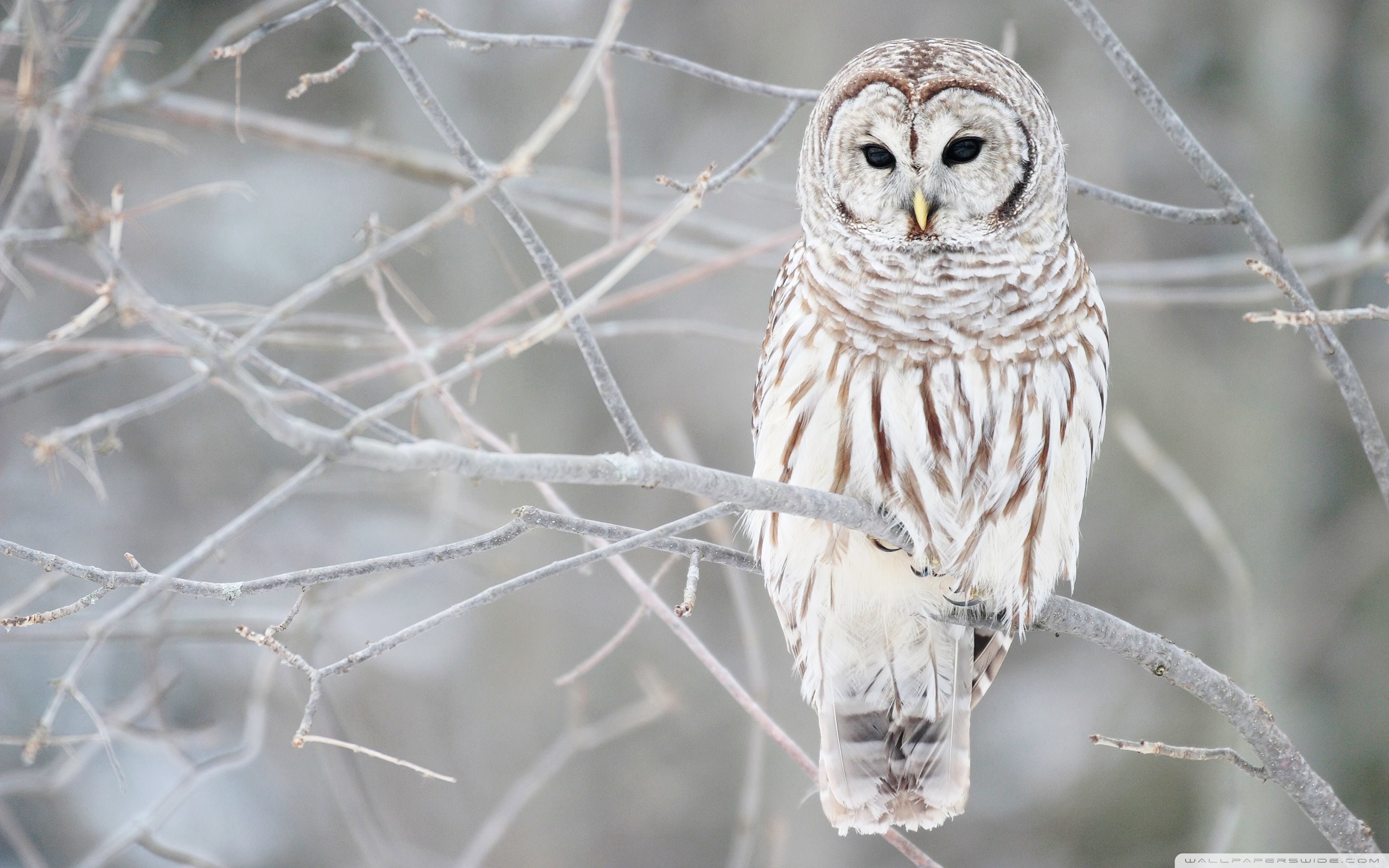 Allocco barrato, Rami, Inverno, Uccello rapace, 2K 1600p, sfondo desktop