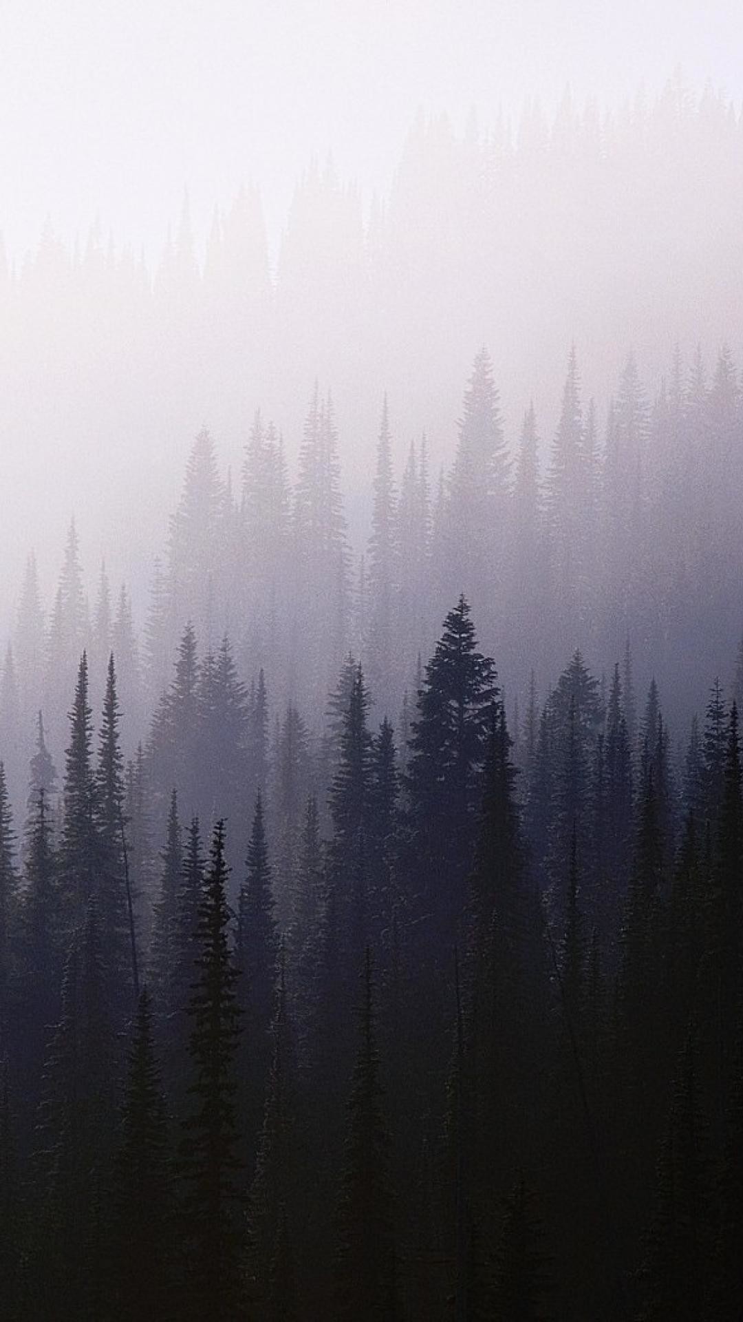 Foresta, Nebbia, Verticale, Full HD, sfondo per iPhone e Android