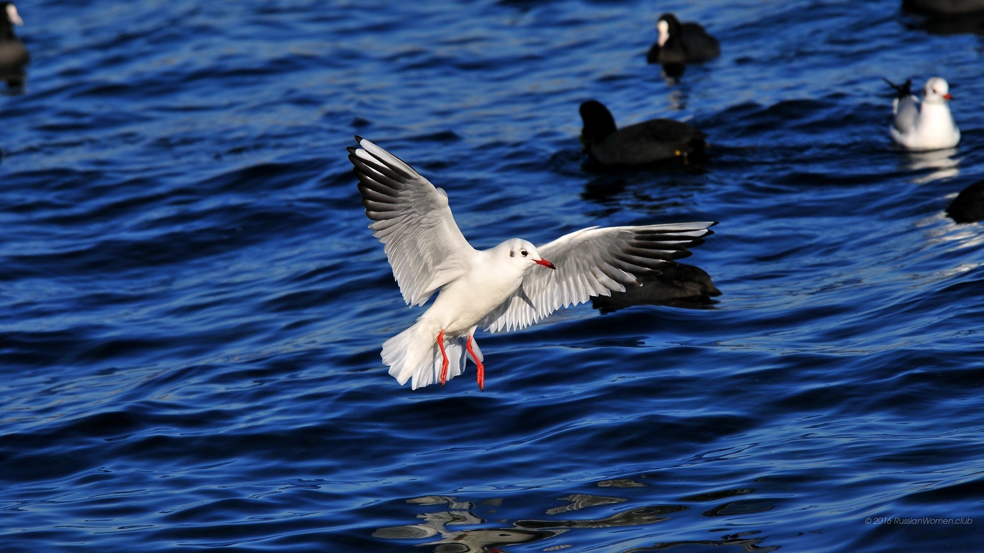 Gabbiano, Folaghe, Mare, Volo, 1920x1080, sfondo per PC