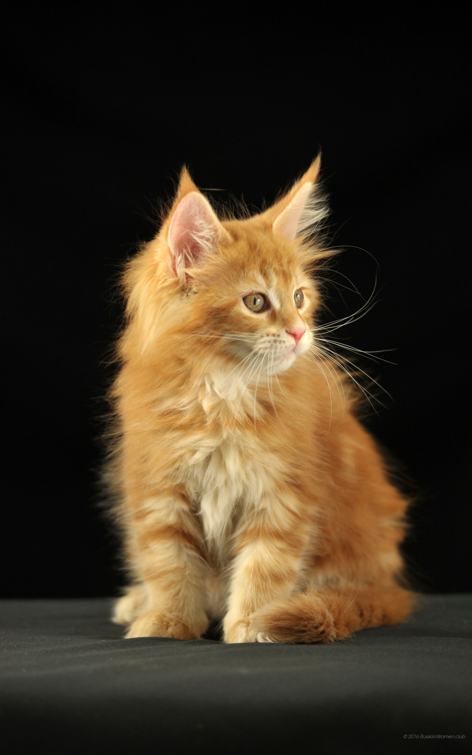 Gattino rosso, Maine Coon, Sfondo nero, QHD+, schermata di blocco del cellulare