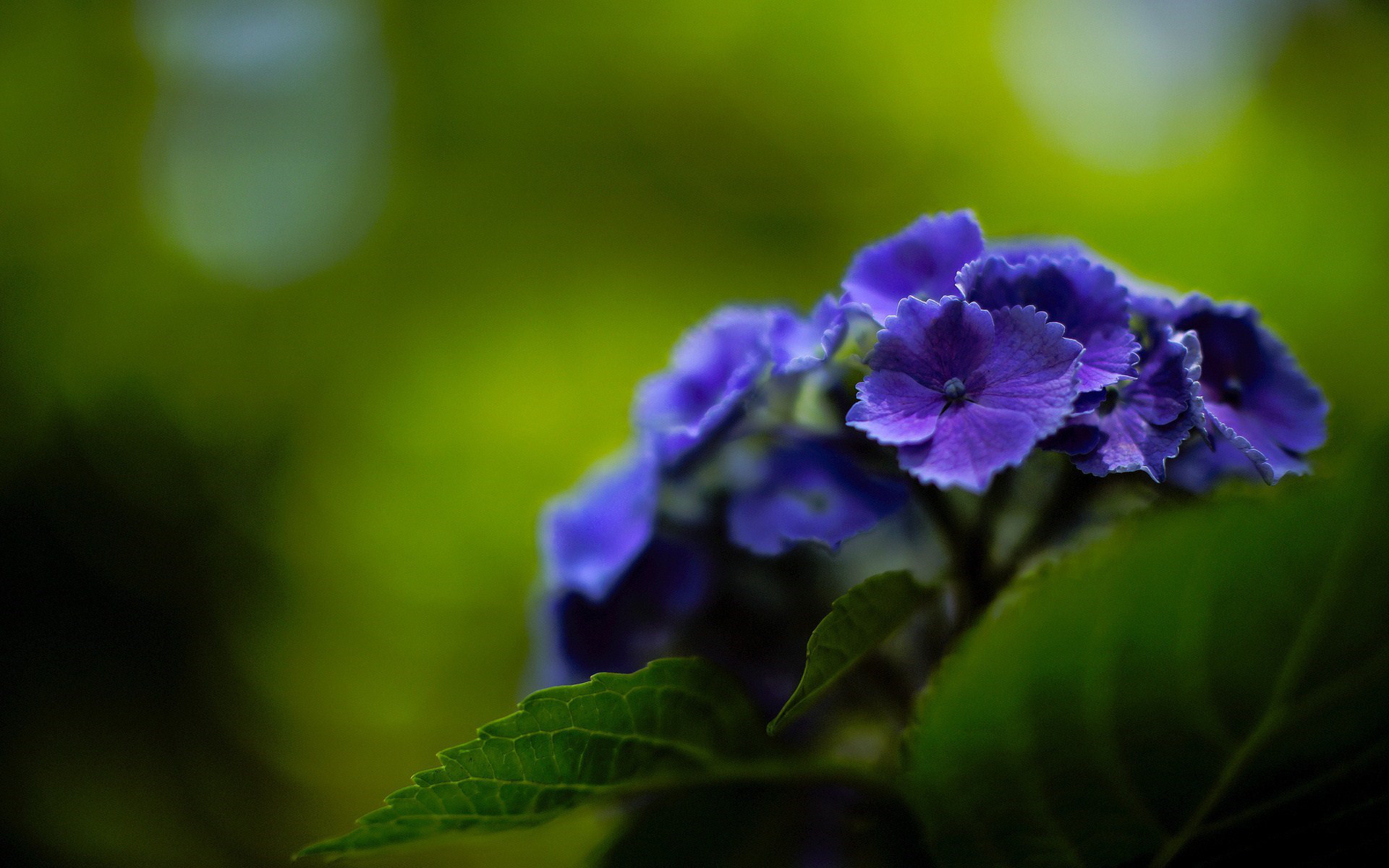 Primula, Fiori blu, Sfondo verde, Bokeh, Full HD, wallpaper per desktop