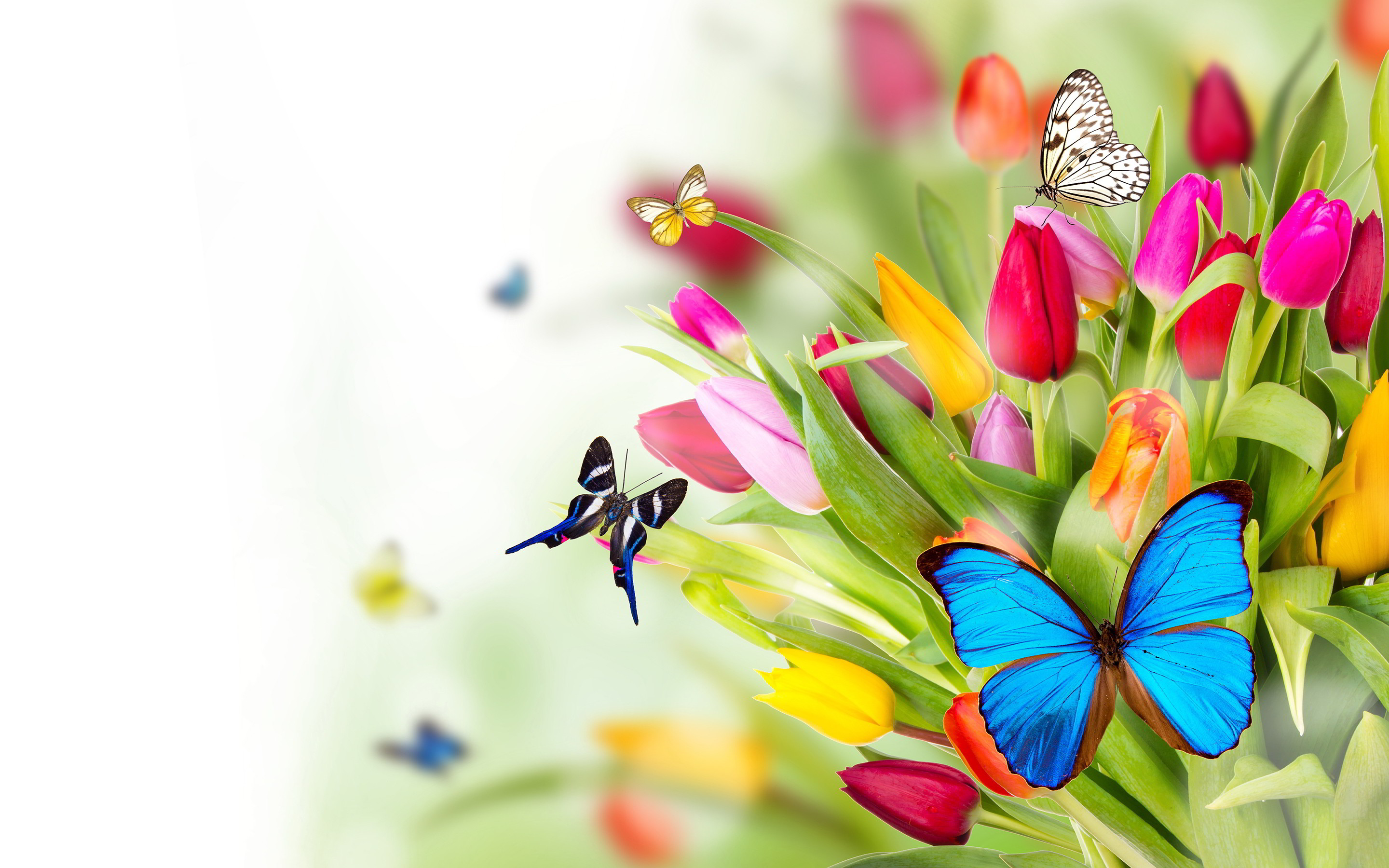 Morpho blu, Farfalle, Tulipani, Primavera, 2880x1800, sfondo MacBook Pro