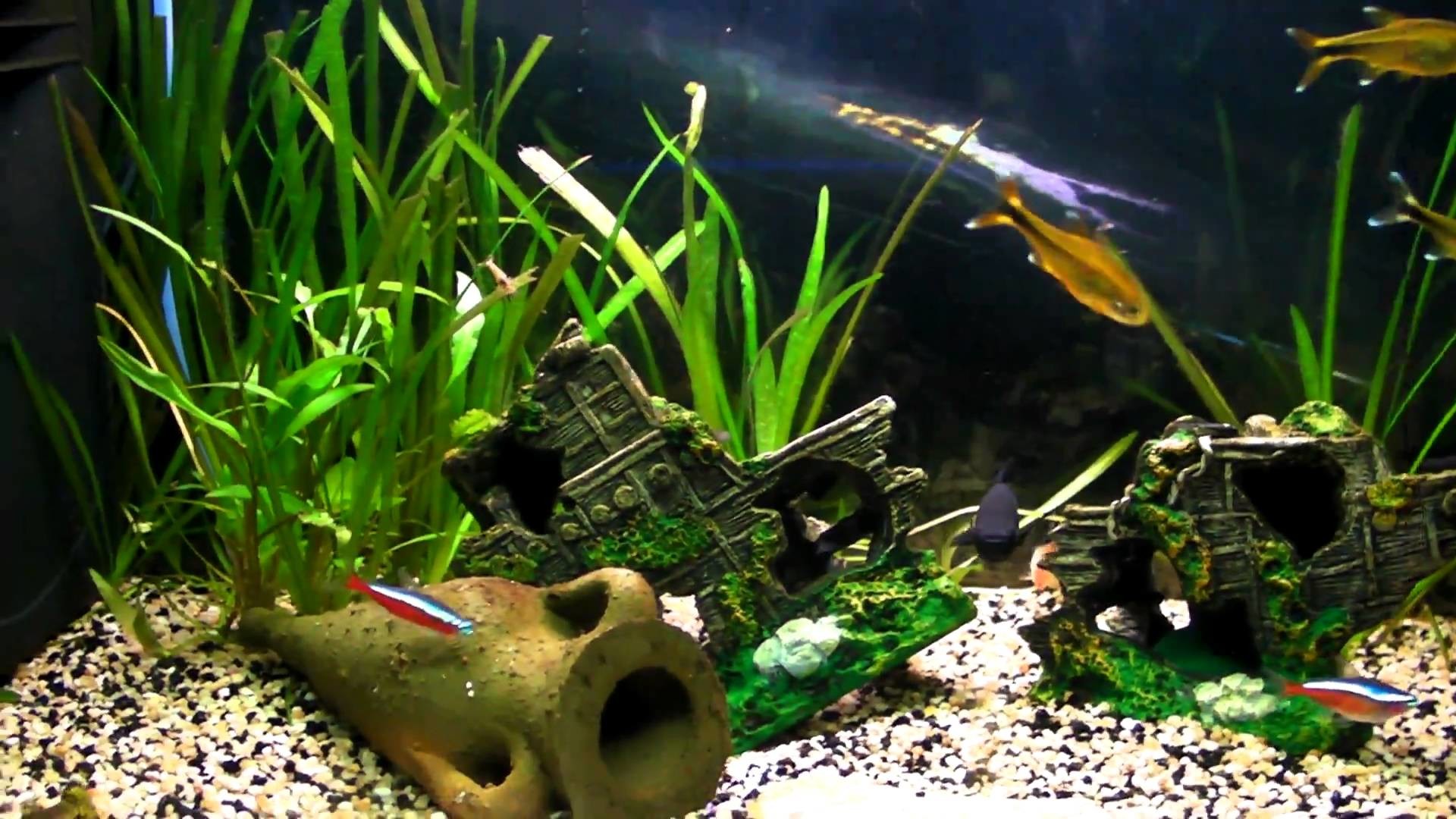 Acquario d'acqua dolce, Piante acquatiche, Neon, Decorazioni, 1920x1080, immagine di sfondo