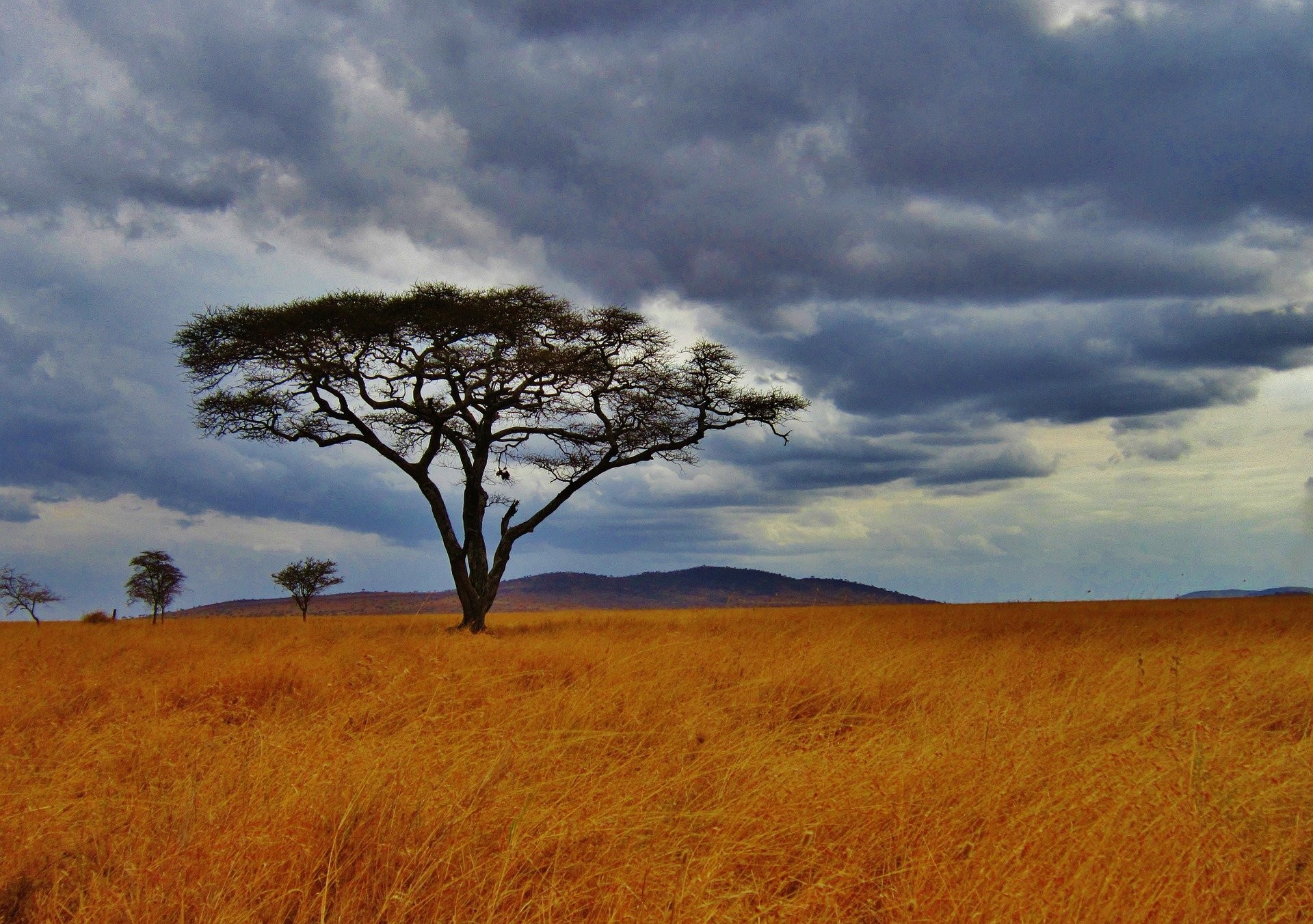 Acacia, Savana, Serengeti, Africa, Cielo nuvoloso, Full HD, wallpaper per computer