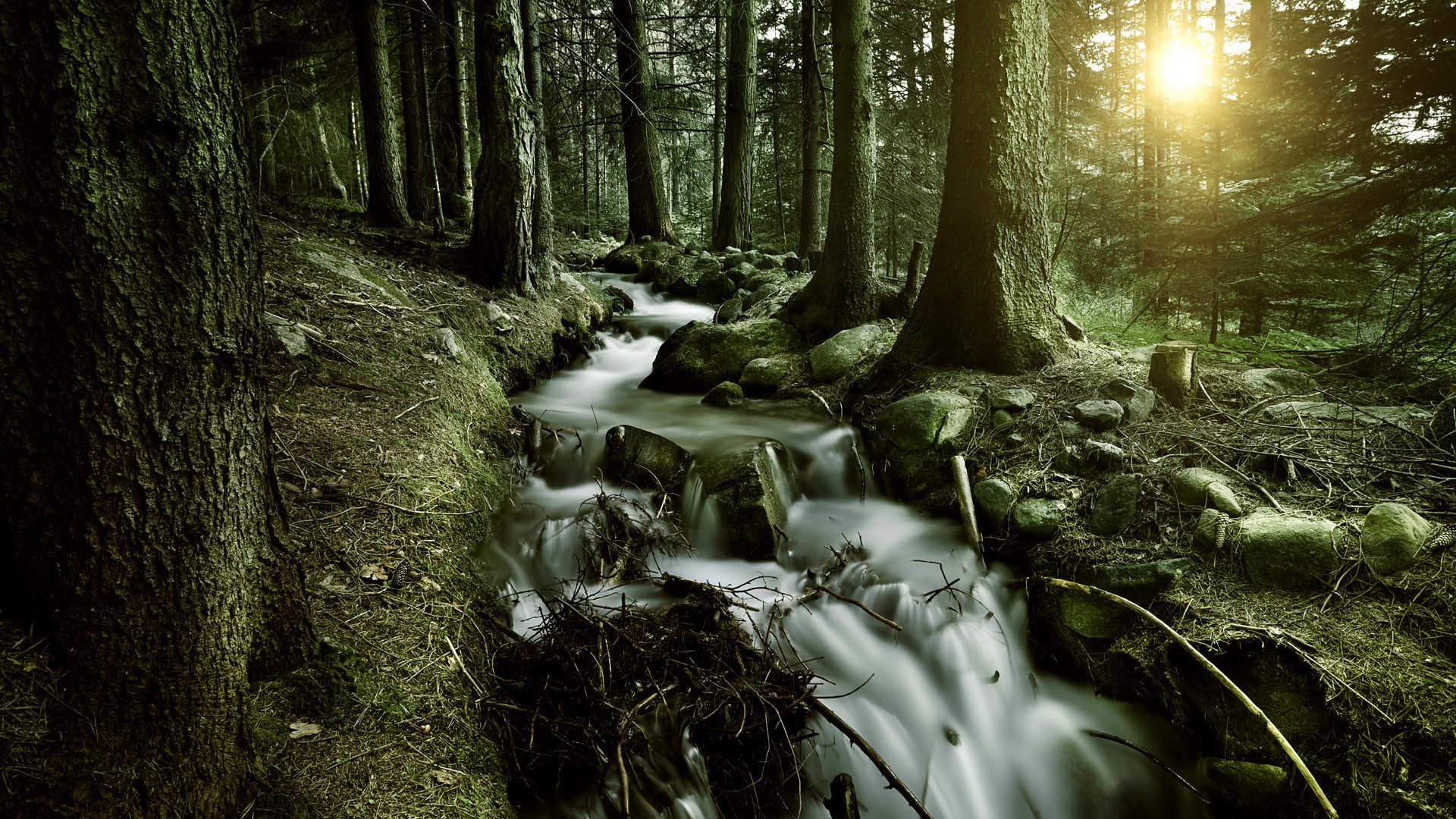 Ruscello, Foresta, Raggi di sole, Muschio, 16:9 Full HD, sfondo widescreen