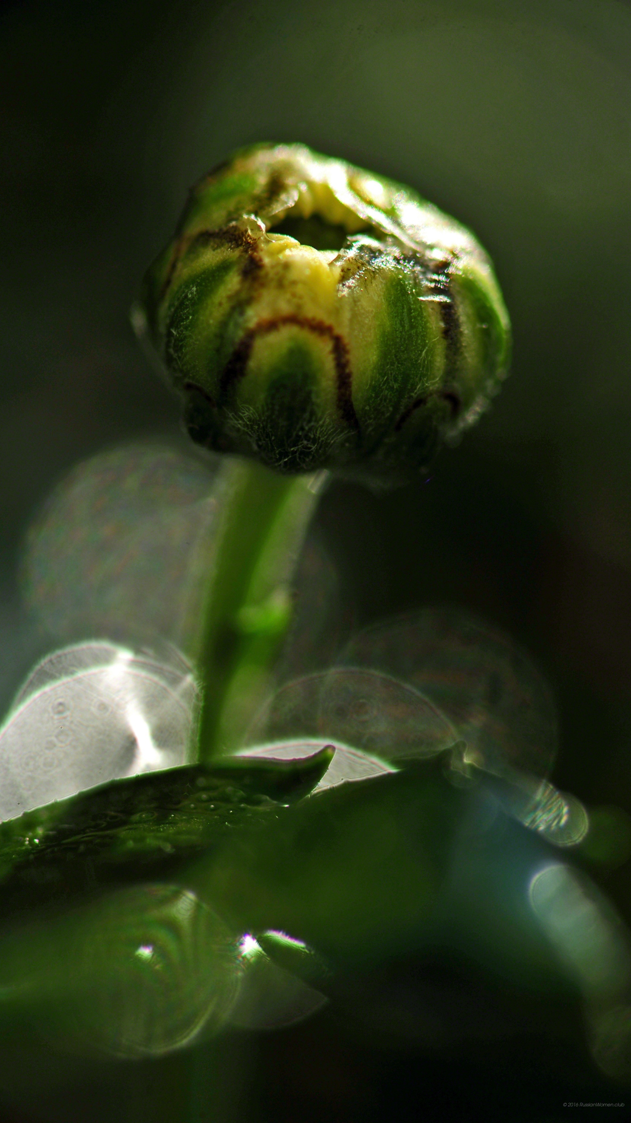 Bocciolo, Fiore, Macro, Verde, QHD+, sfondo per smartphone