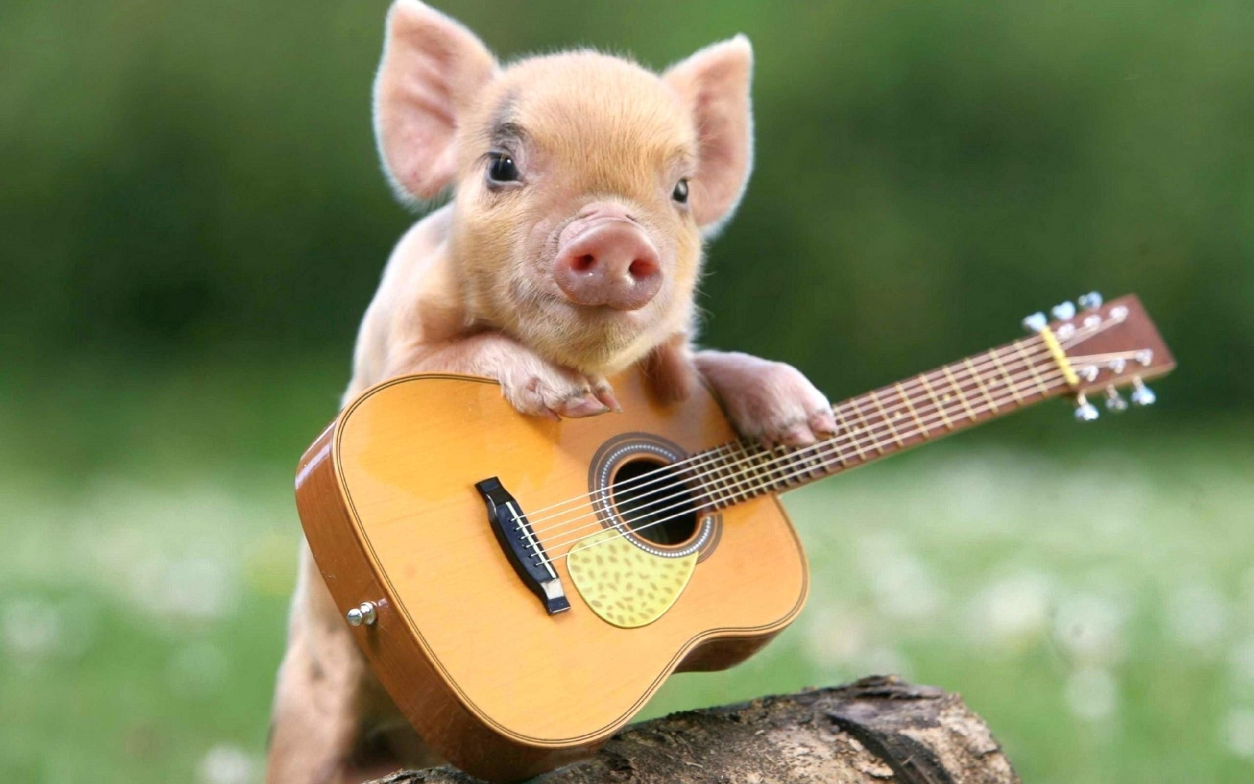 Maialino, Chitarra, Prato, Animali buffi, 2560x1600, sfondo per PC