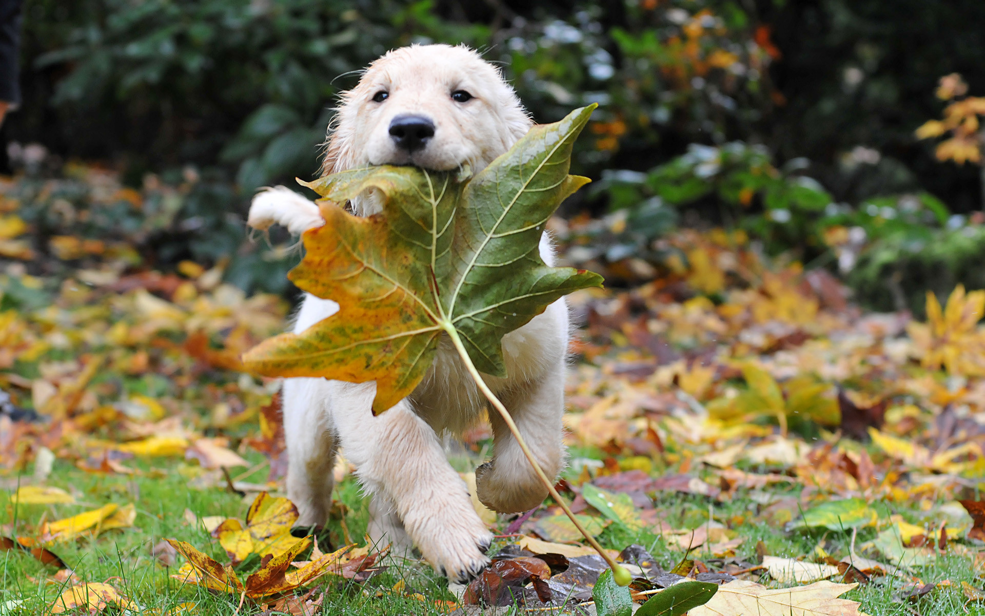 Golden retriever, Cucciolo, Foglia, Autunno, Full HD, immagine di sfondo Windows 7