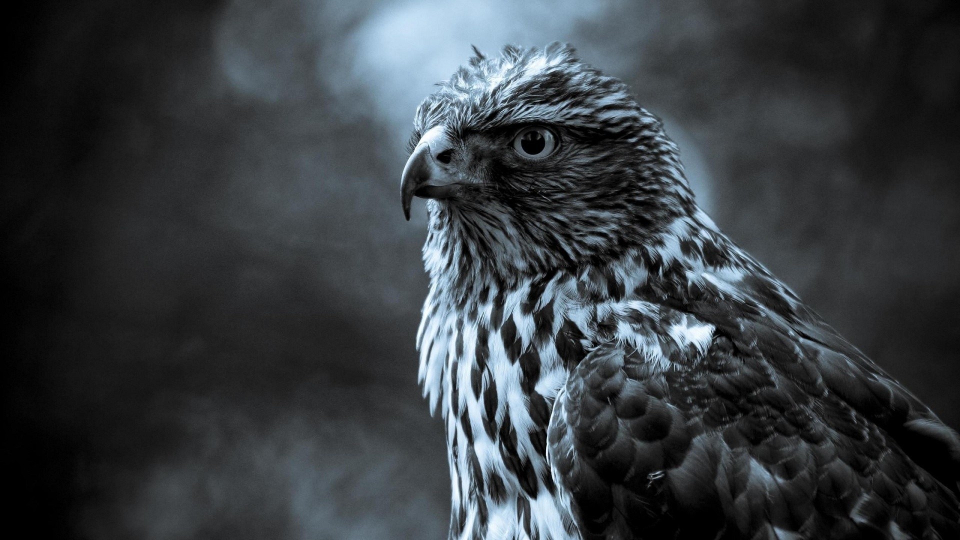 Falco, Rapace, Bianco e nero, 1920x1080, immagine di sfondo