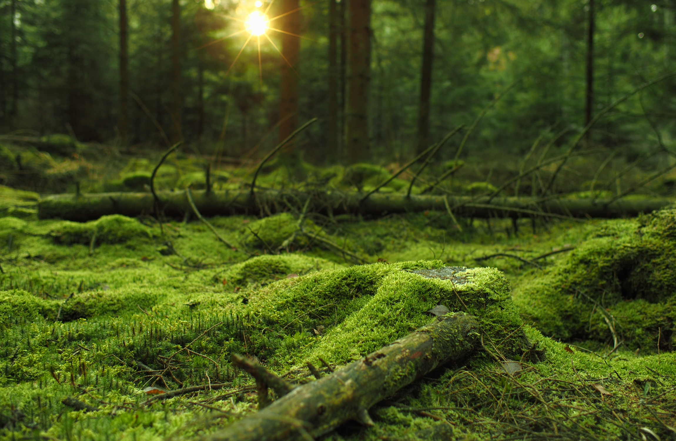 Foresta, Muschio, Sole, Verde, immagine di sfondo PC