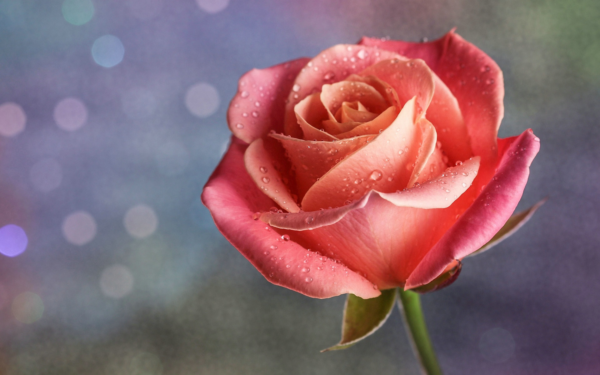Rosa pesca, Gocce d'acqua, Bokeh, Full HD, sfondo Windows 11