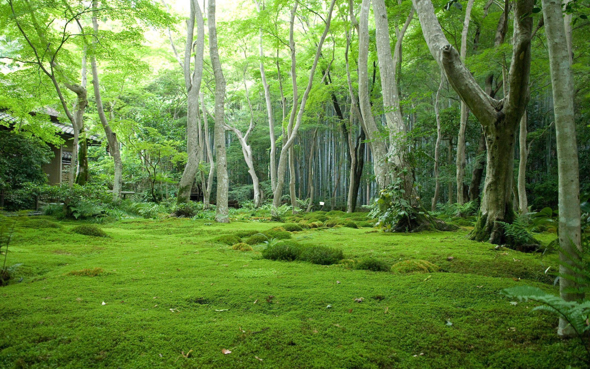Muschio, Bosco, Prato, Alberi, Full HD, sfondo per portatile