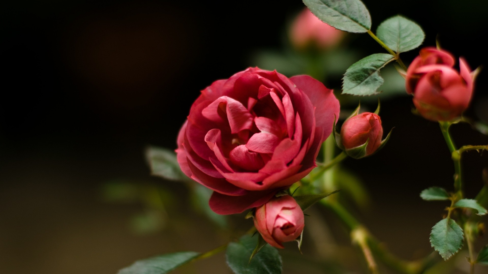 Rosa rossa, Boccioli, Rosa rampicante, Full HD, sfondo per PC e portatile