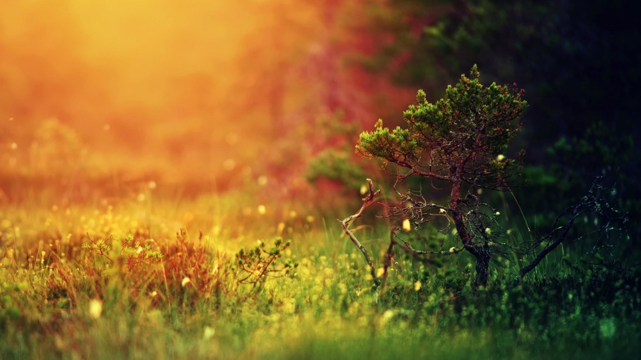 Prato, Albero, Bokeh, Arancione, 2560x1440, sfondo per PC