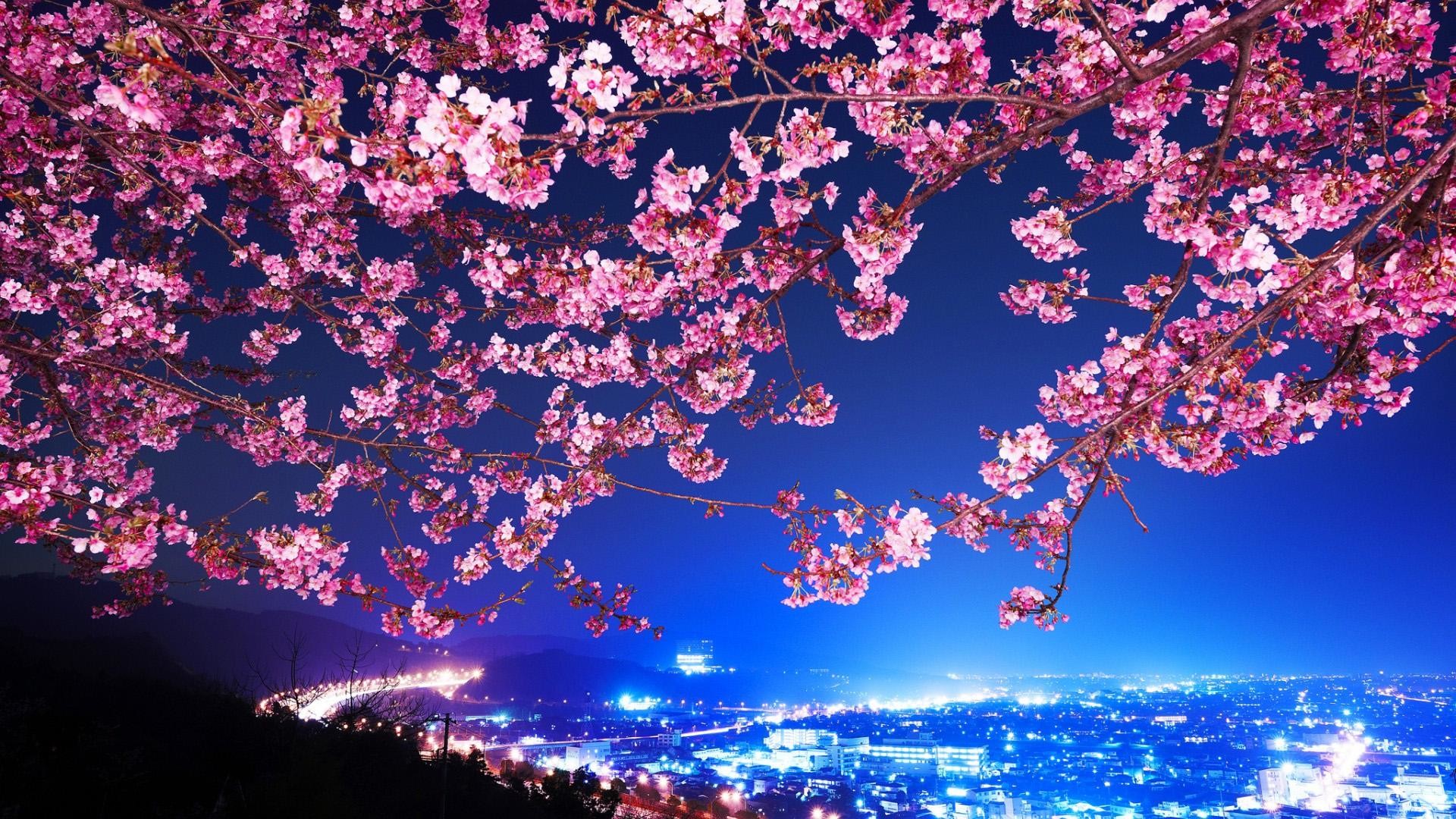 Fiori di ciliegio, Sakura, Città di notte, Luci, Rosa, Full HD, sfondo per PC